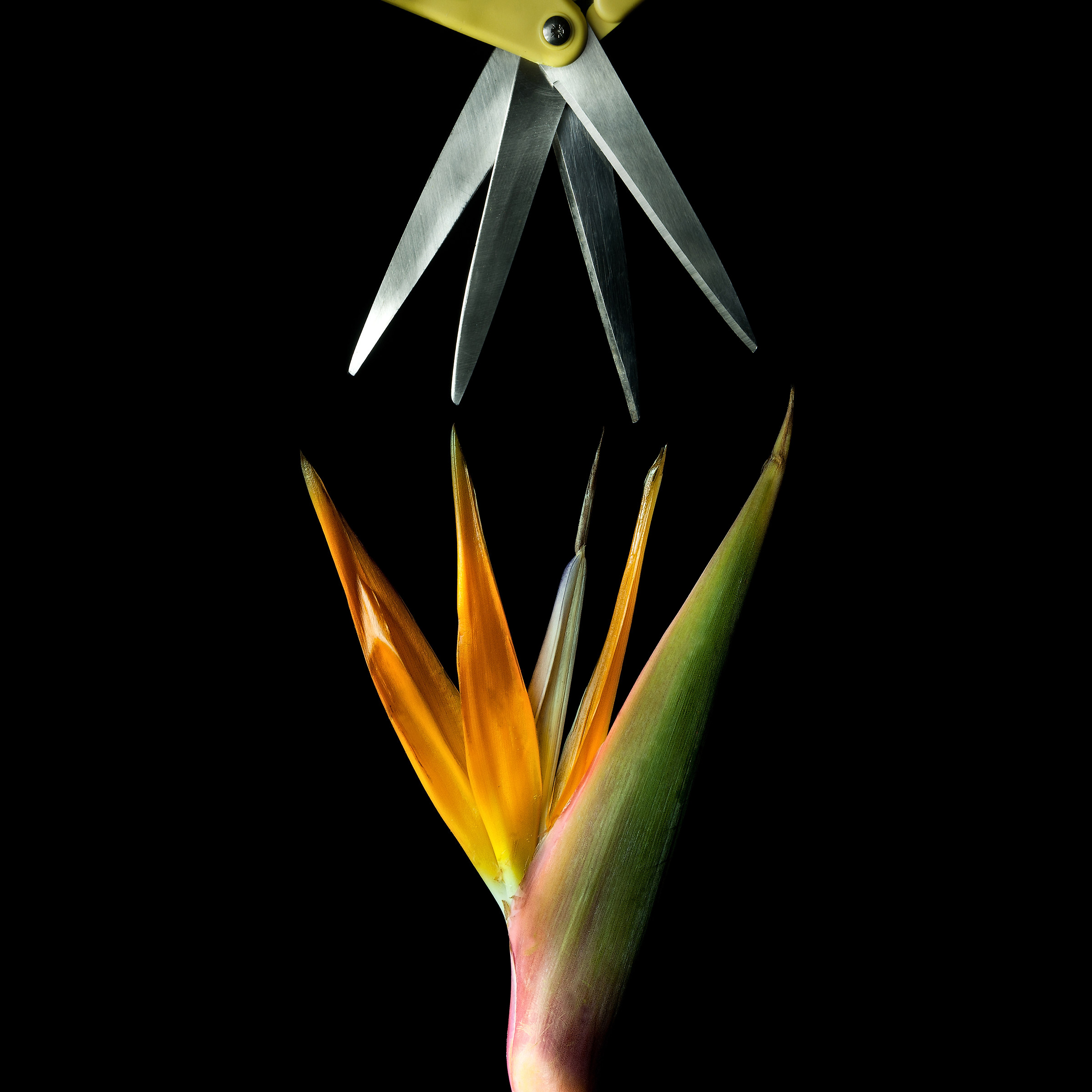 steelflowers nikon d300s tamron 17/50