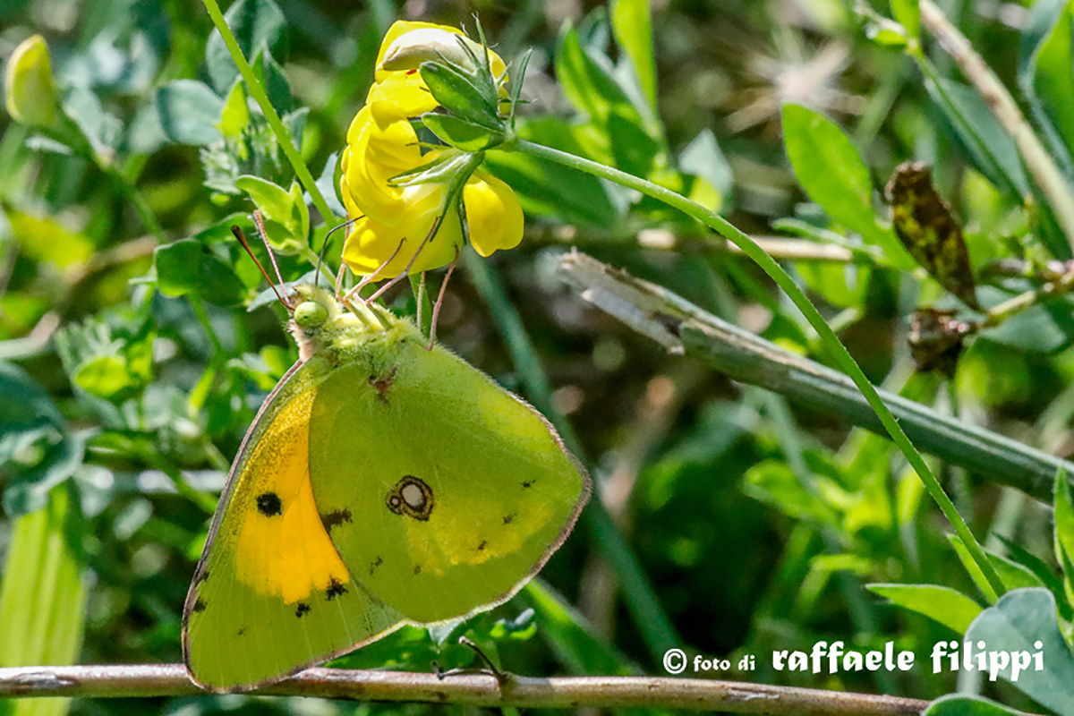 Colias crocea