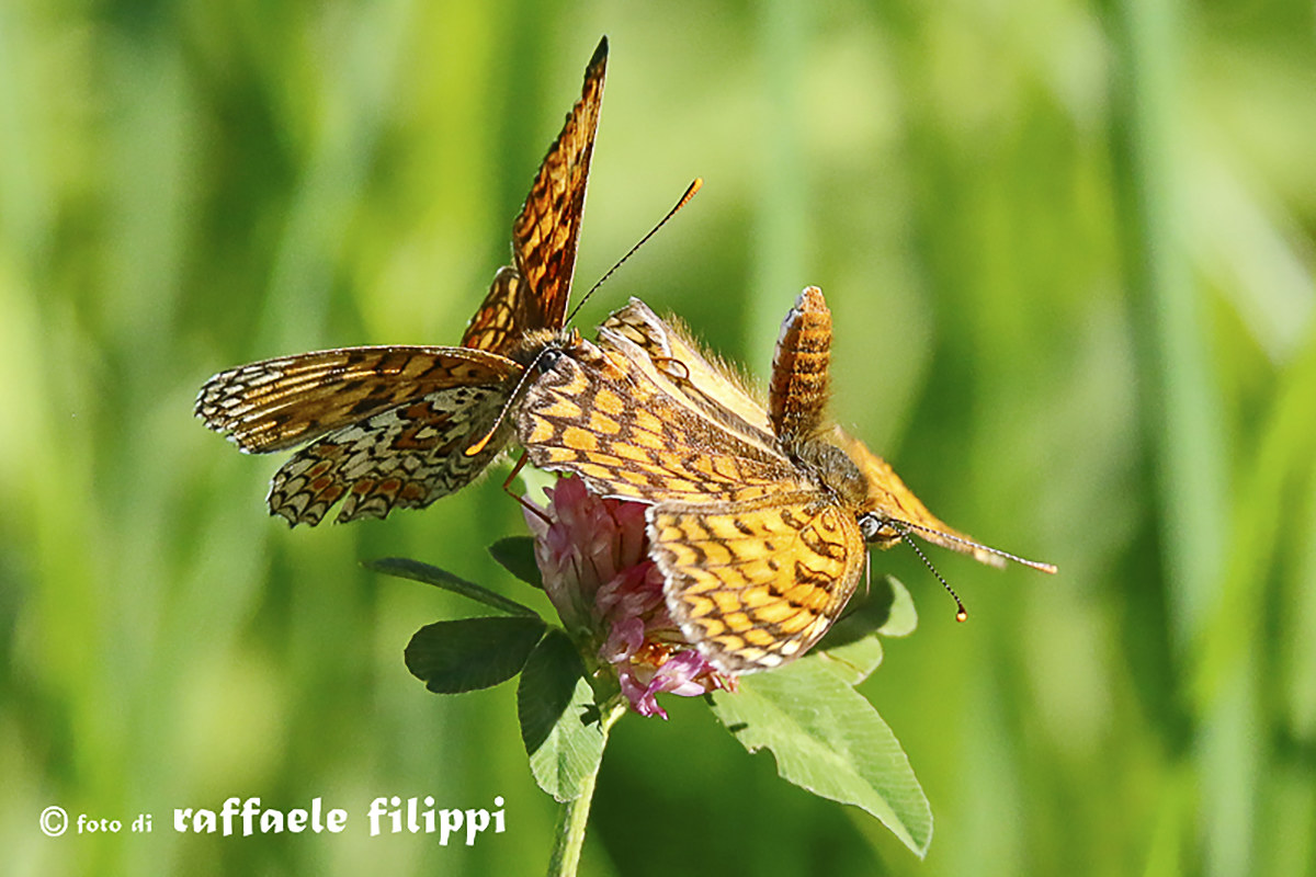 Melitaea courtment
