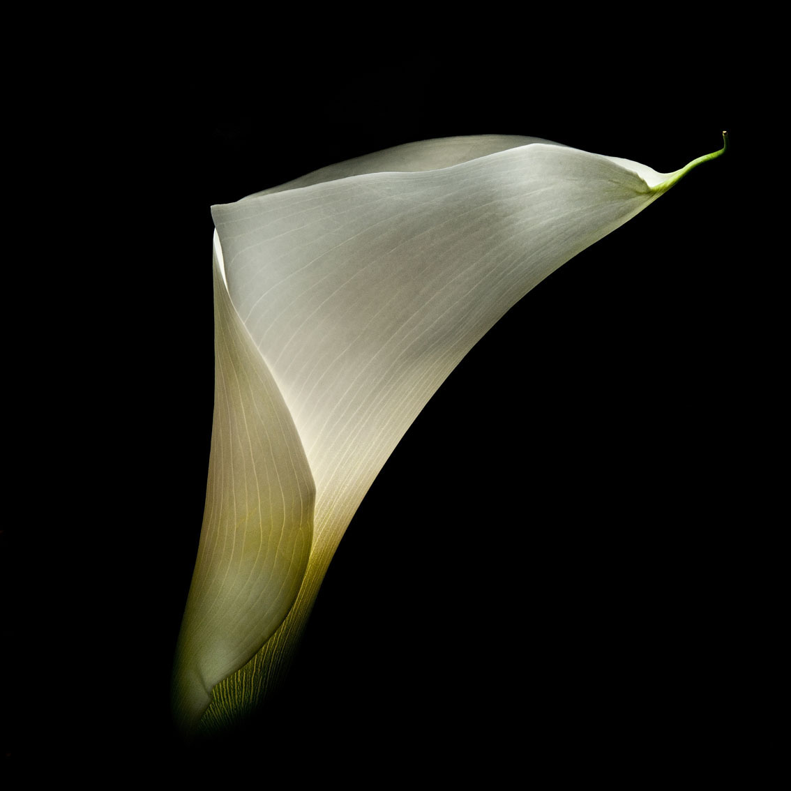 flowers nikon d300s tamron 17/50