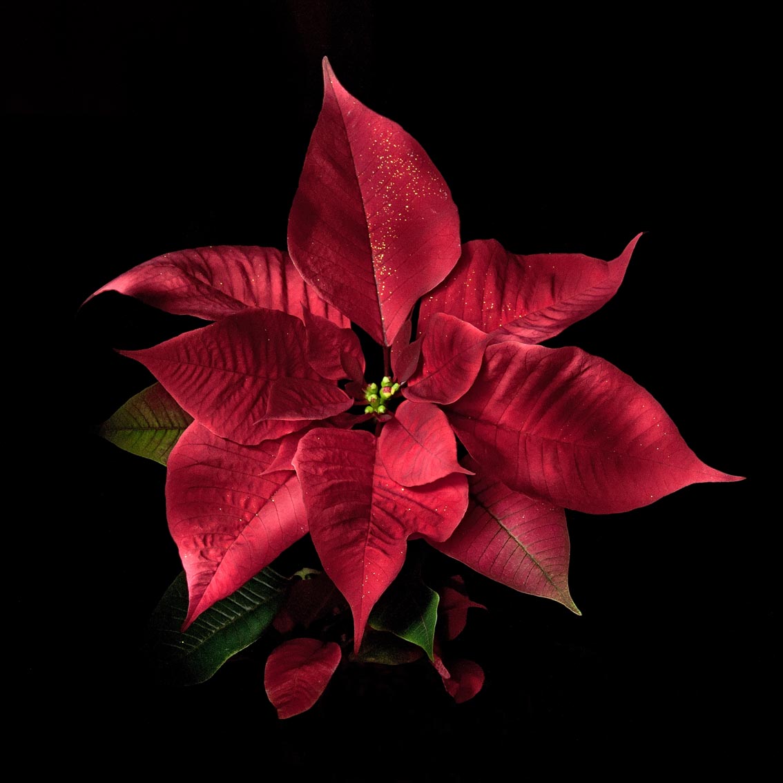 Flowers Nikon d300s Tamron 17/50