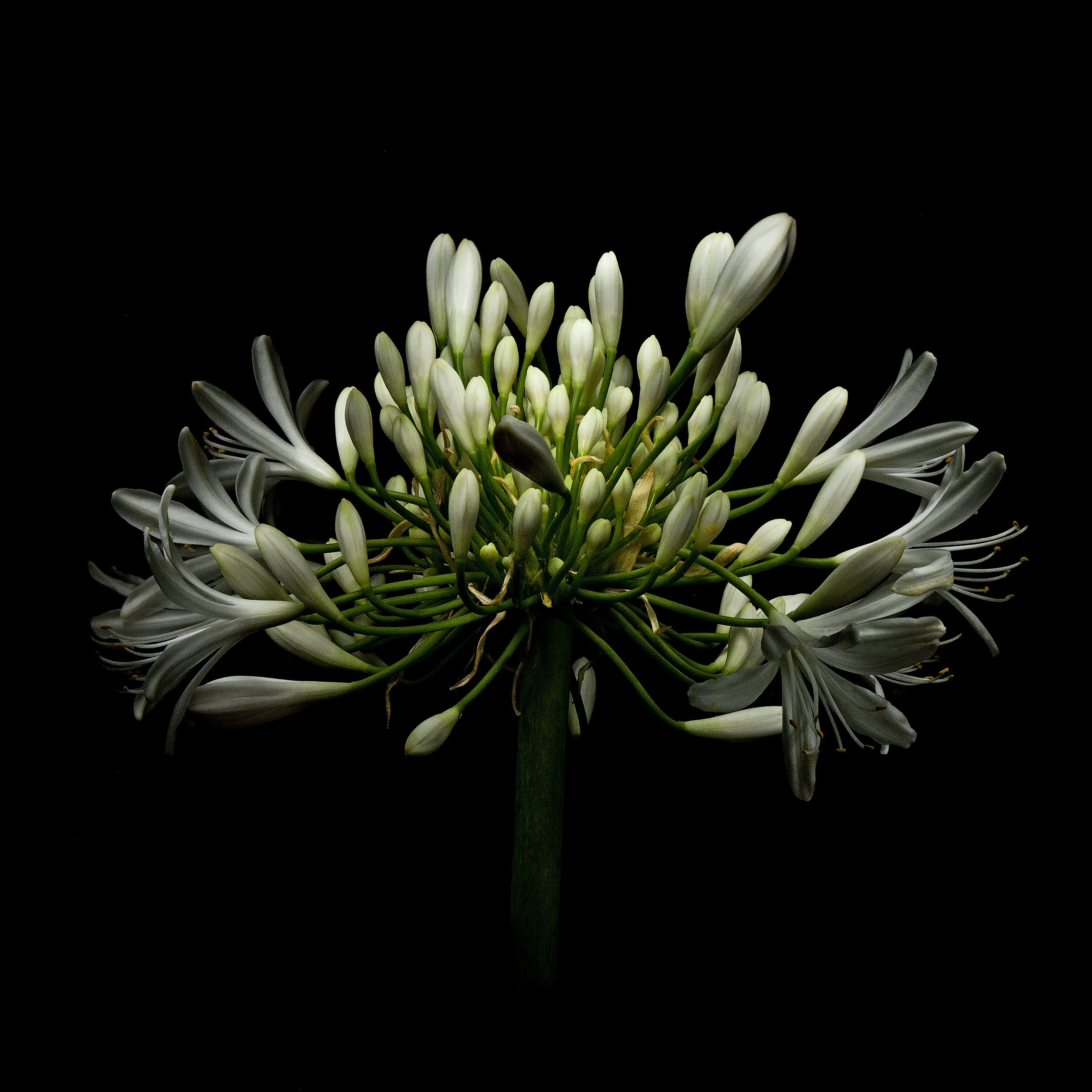 flowers nikon d300s tamron 17/50