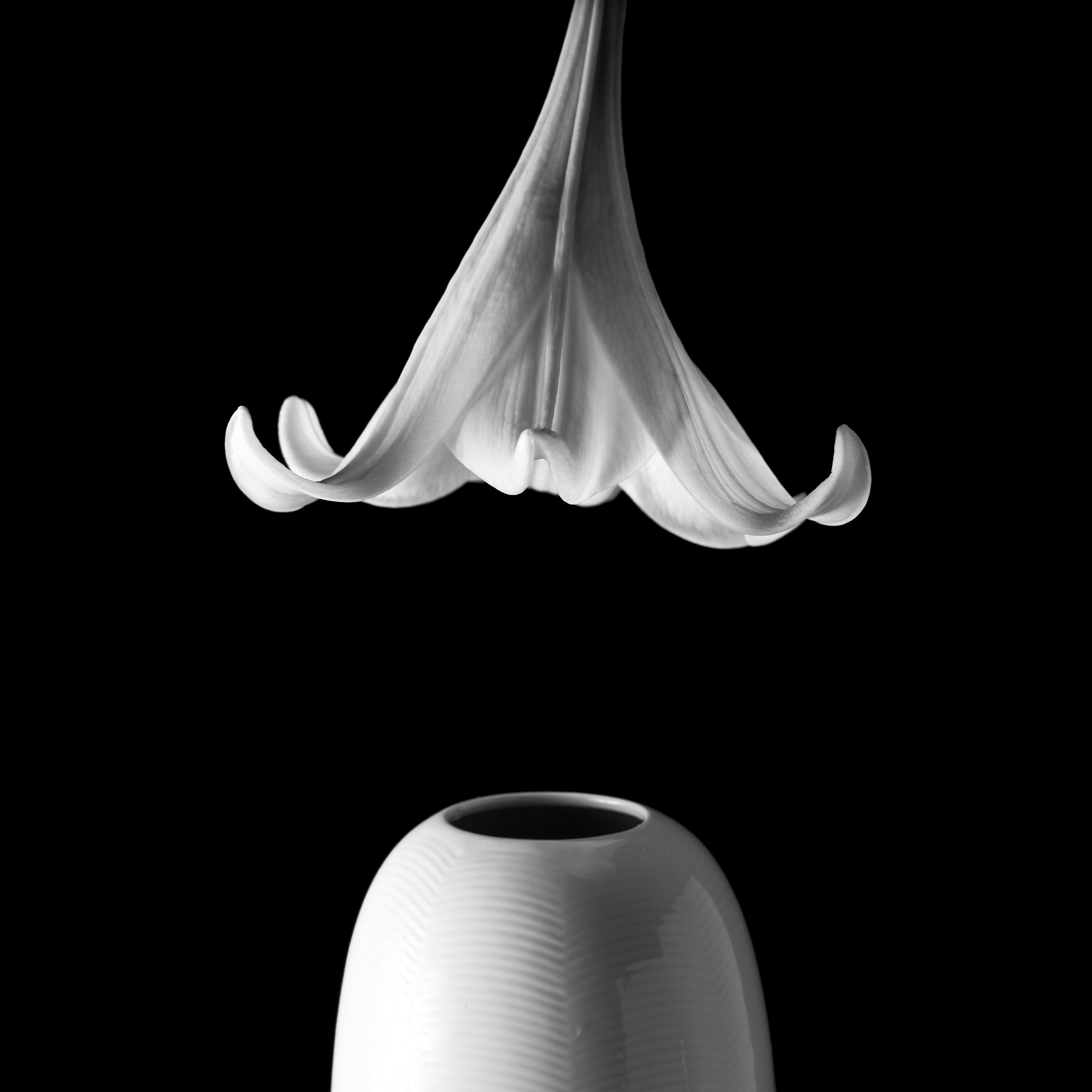 flowers nikon d300s tamron 17/50