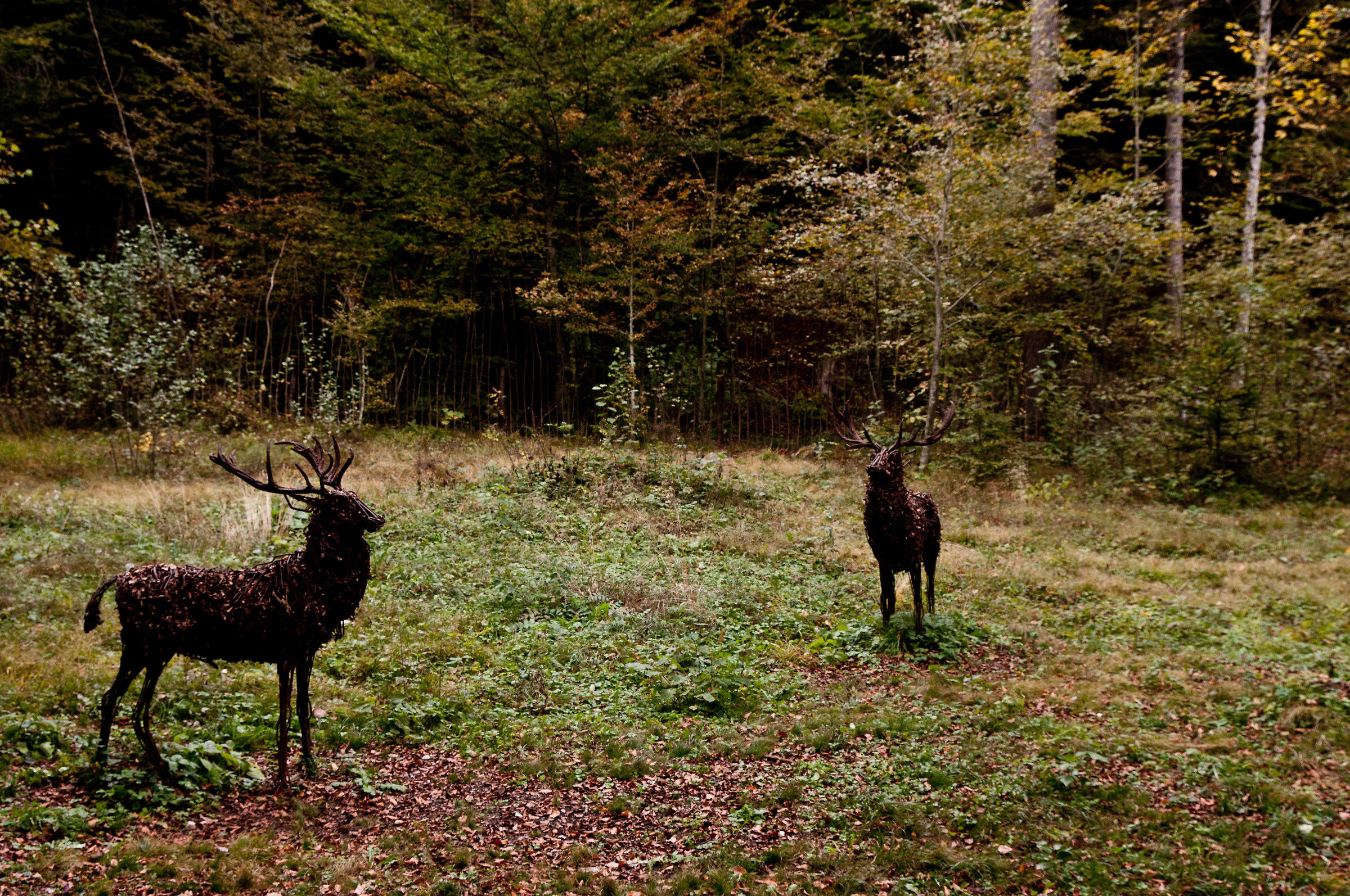 art-sella nikon d300s