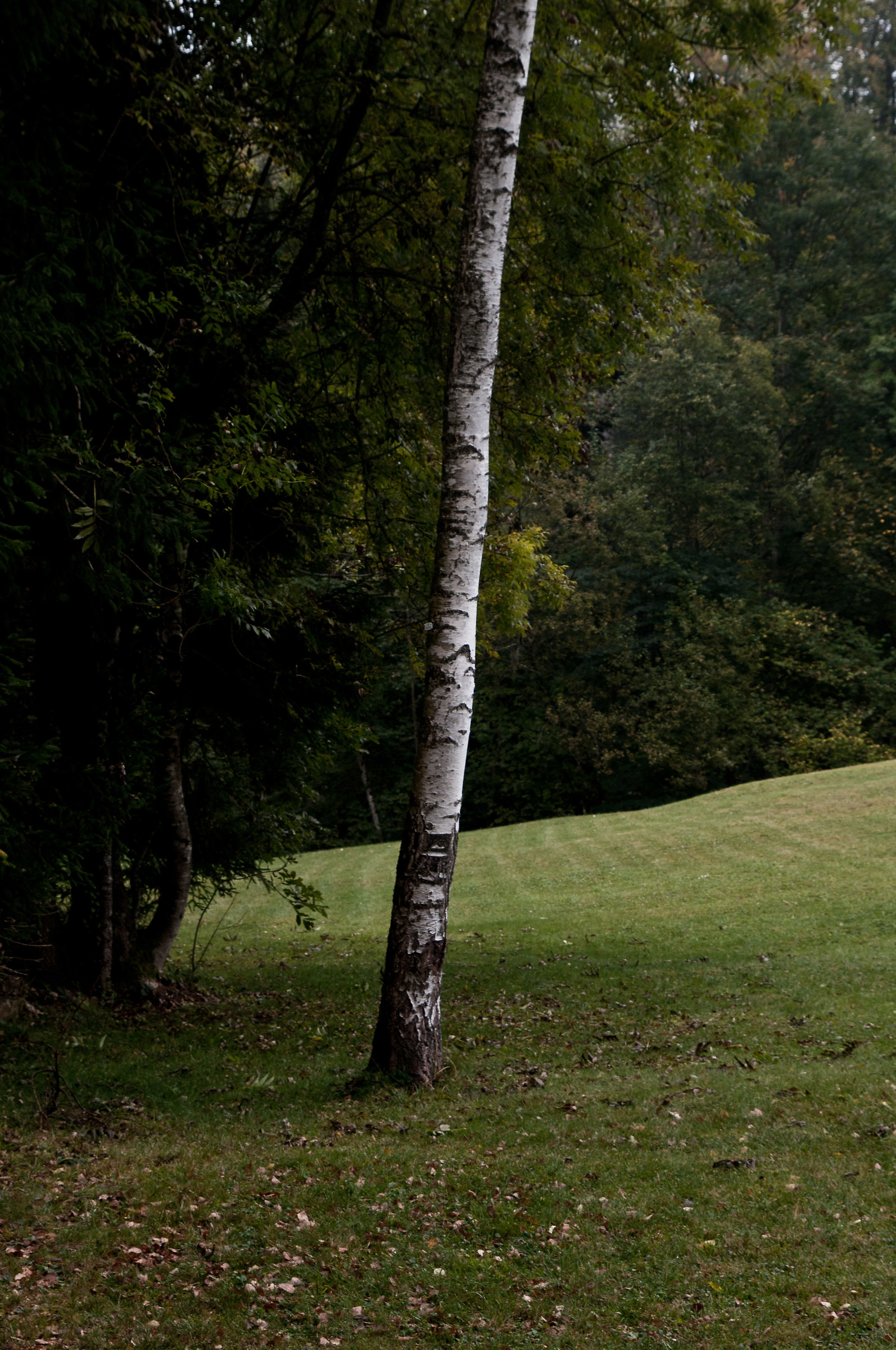 Art-Saddle Nikon d300s