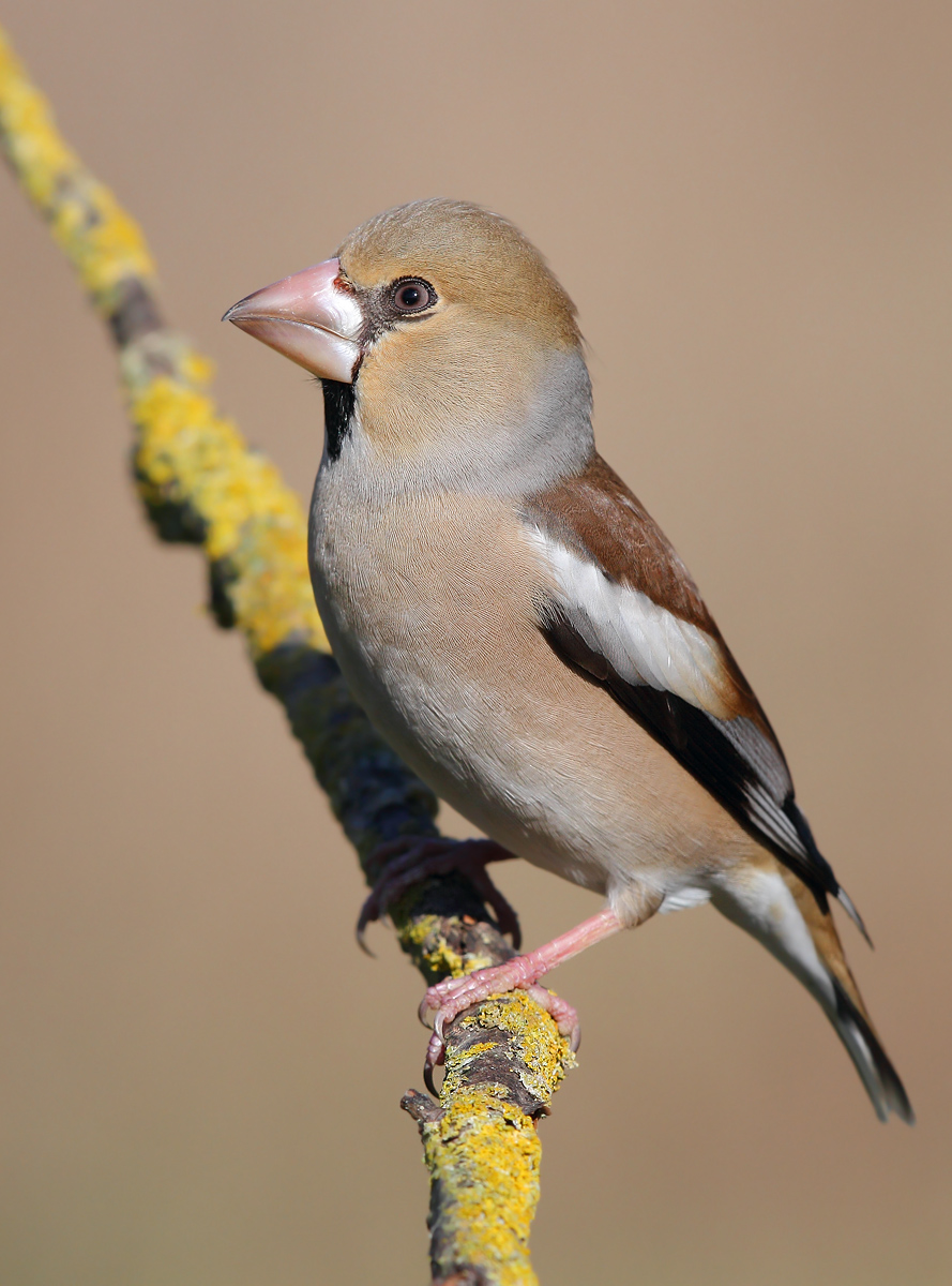 Hawfinch