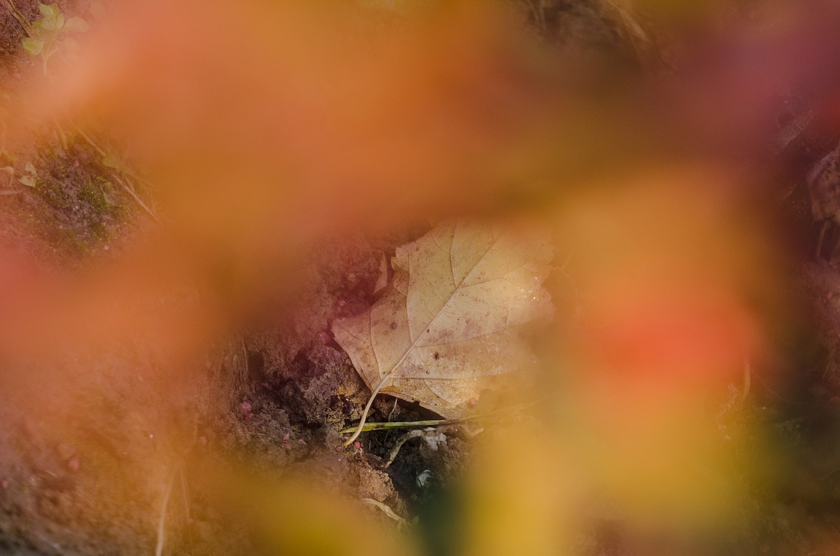 autumn#9