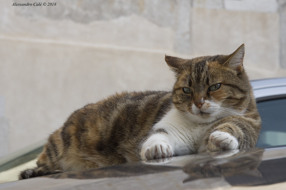 Il caldo tepore ...di un cofano motore auto!