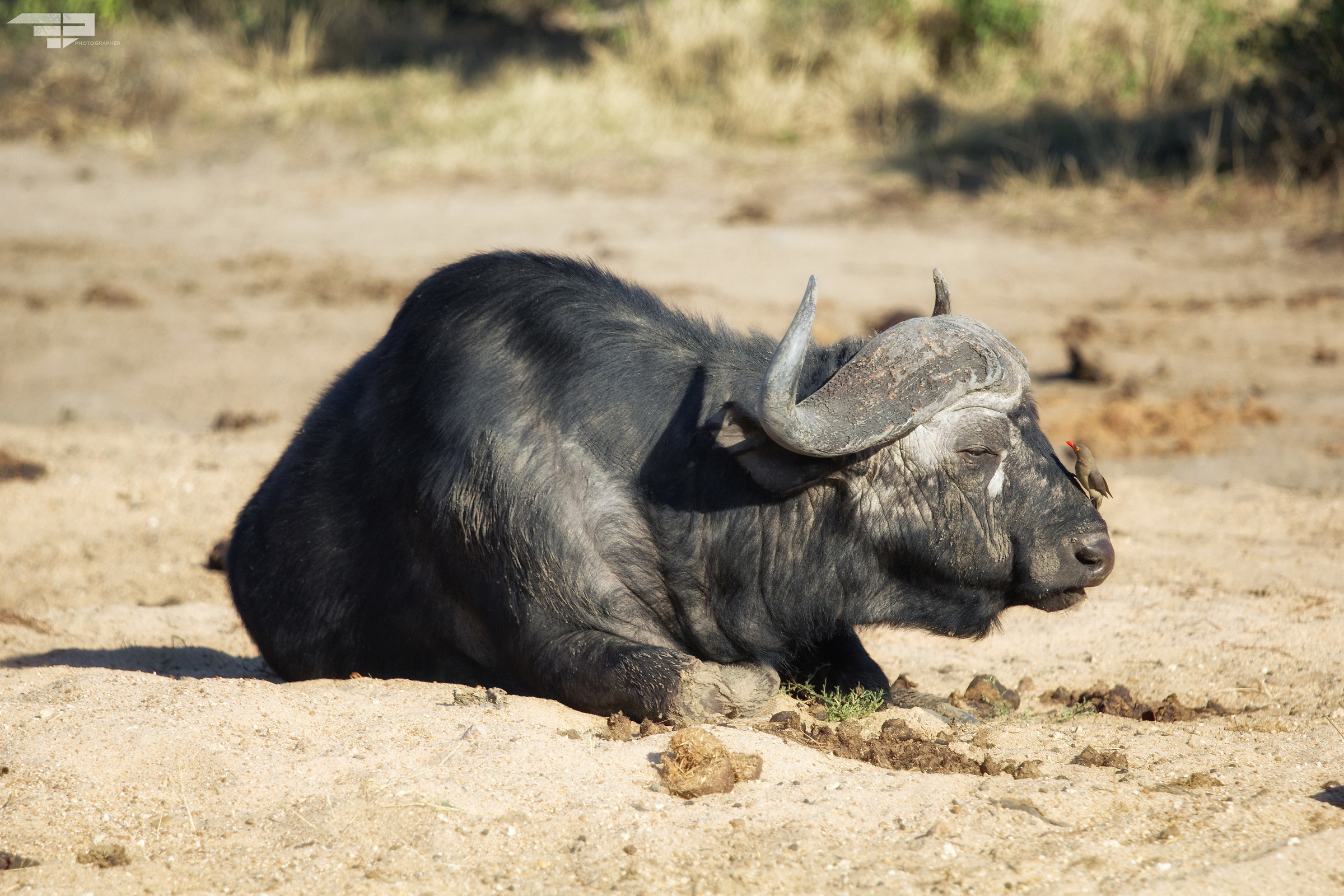 Bufalo e il suo fidato amico