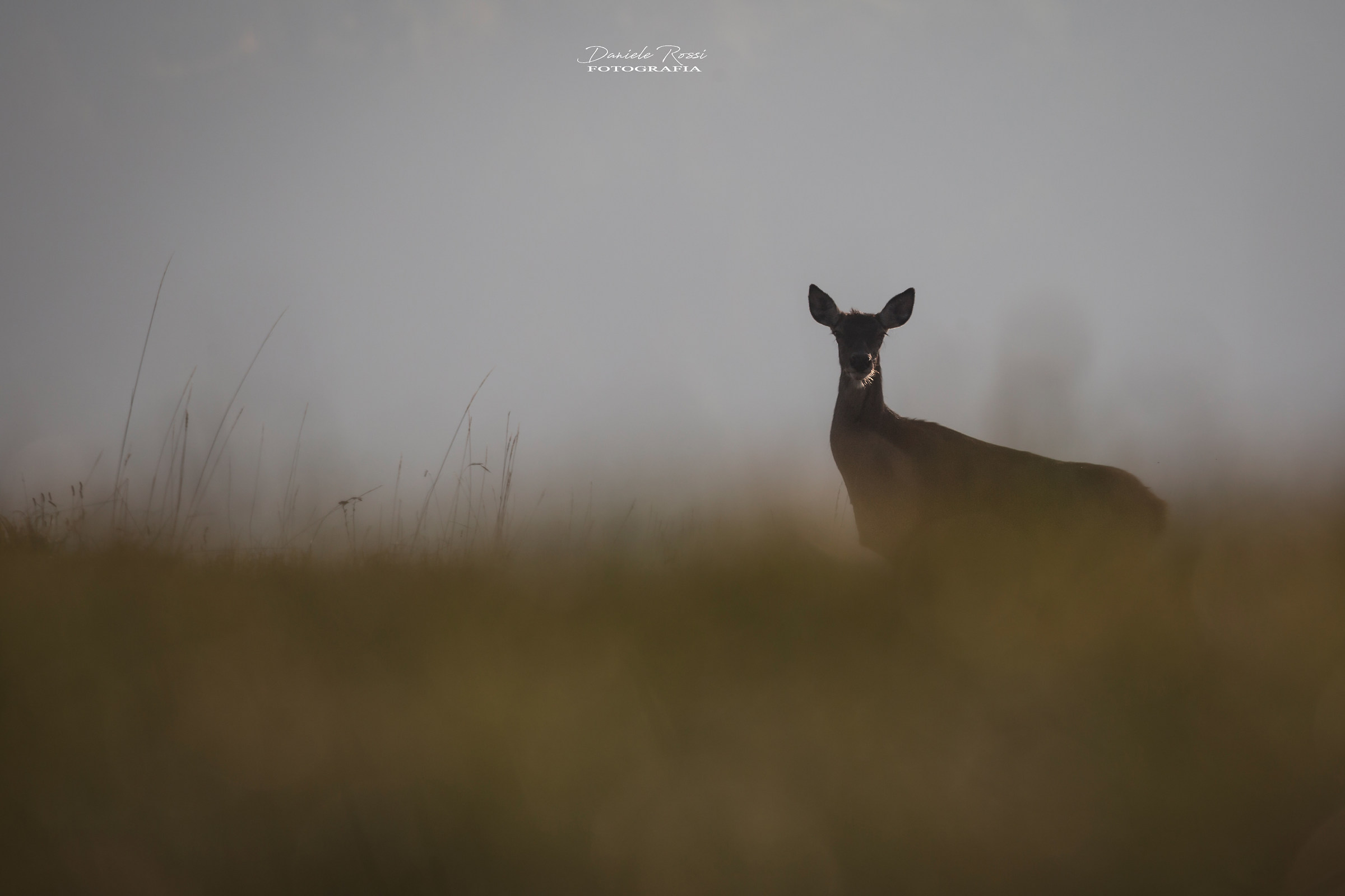 Femmina di Cervo all'alba