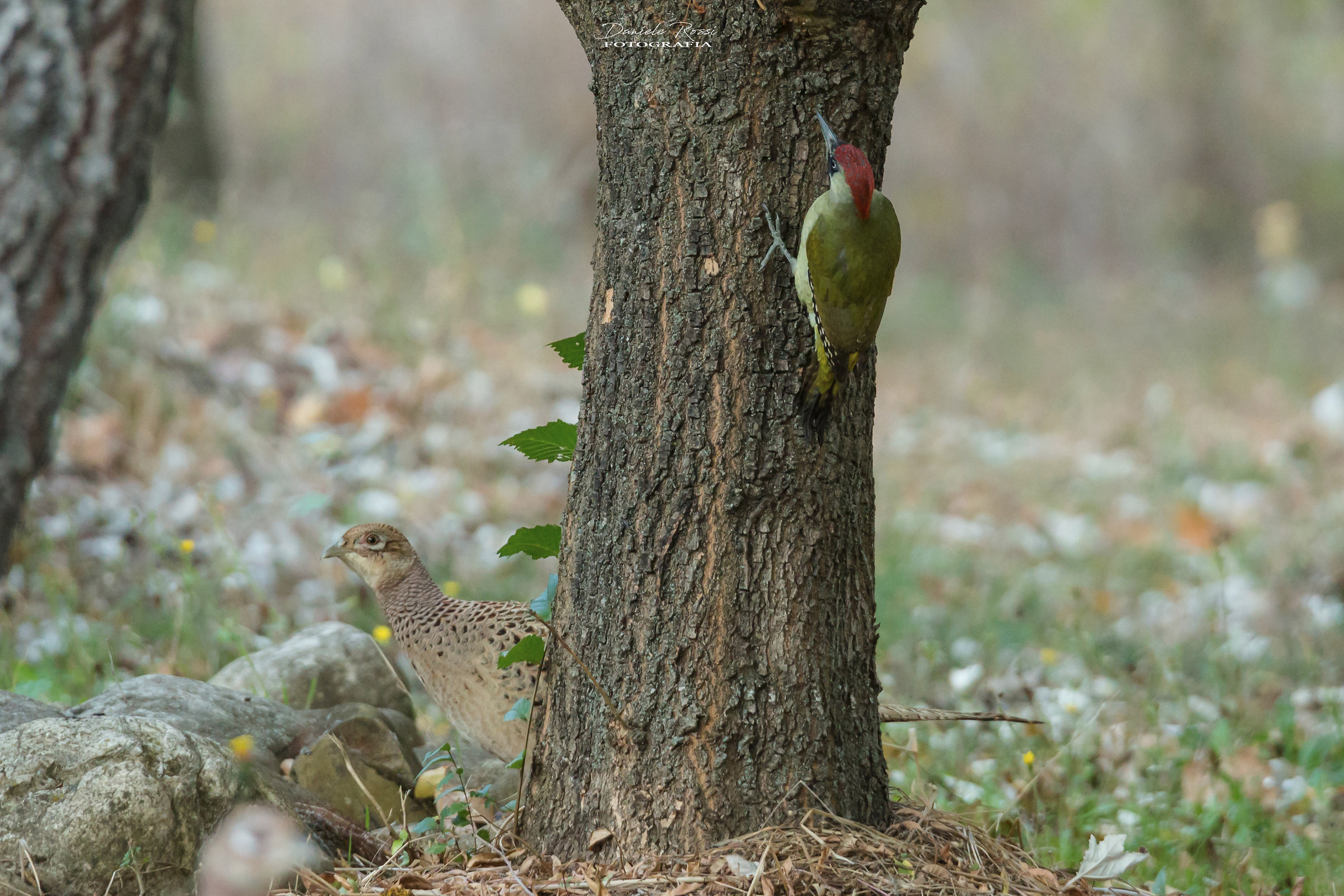 Picchio Verde si nasconde da una Fagiana