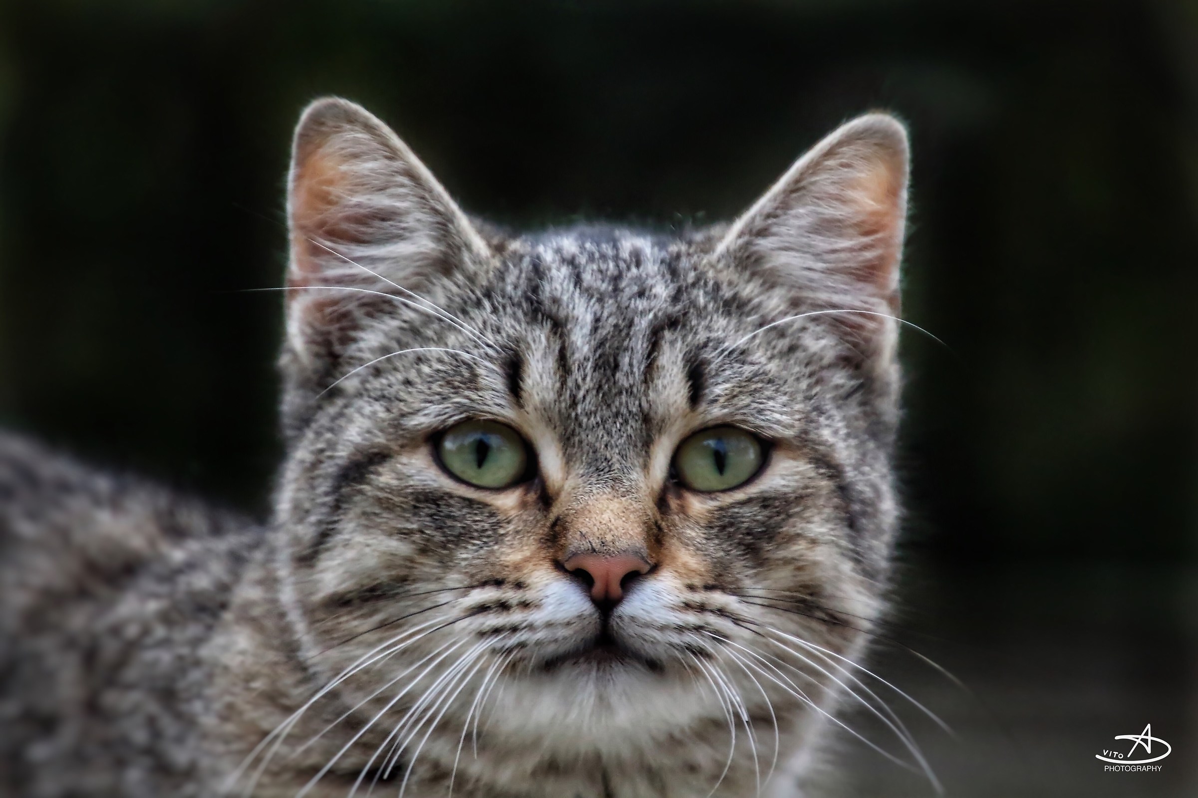 Gli occhi della tigre