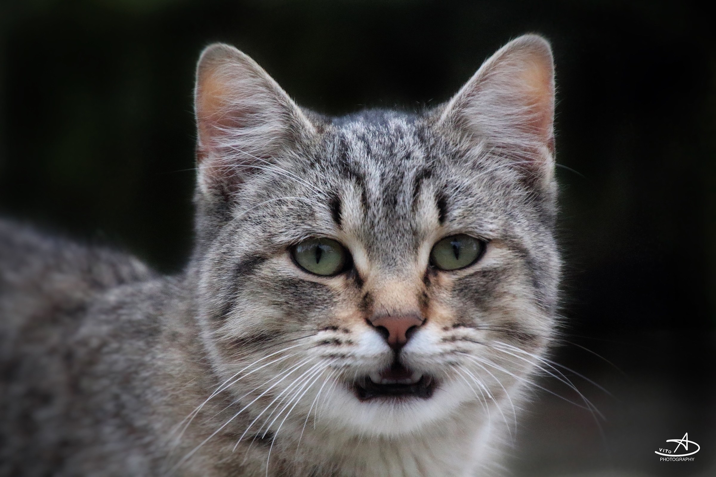 Gli occhi della tigre