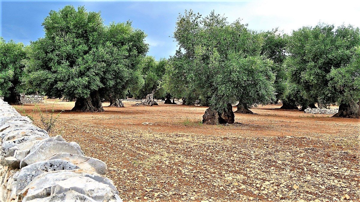 Olive trees
