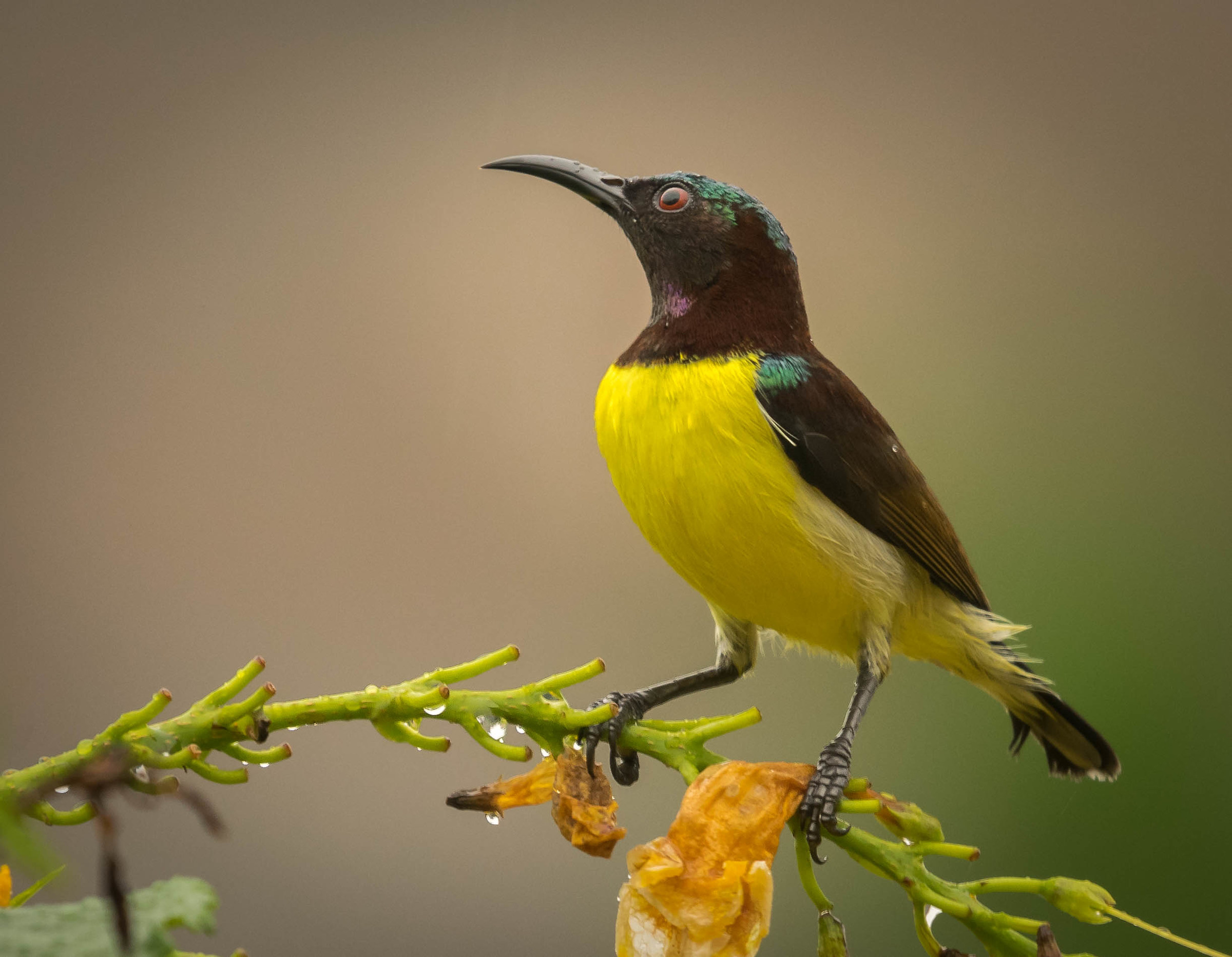 Purple rumped sunbird