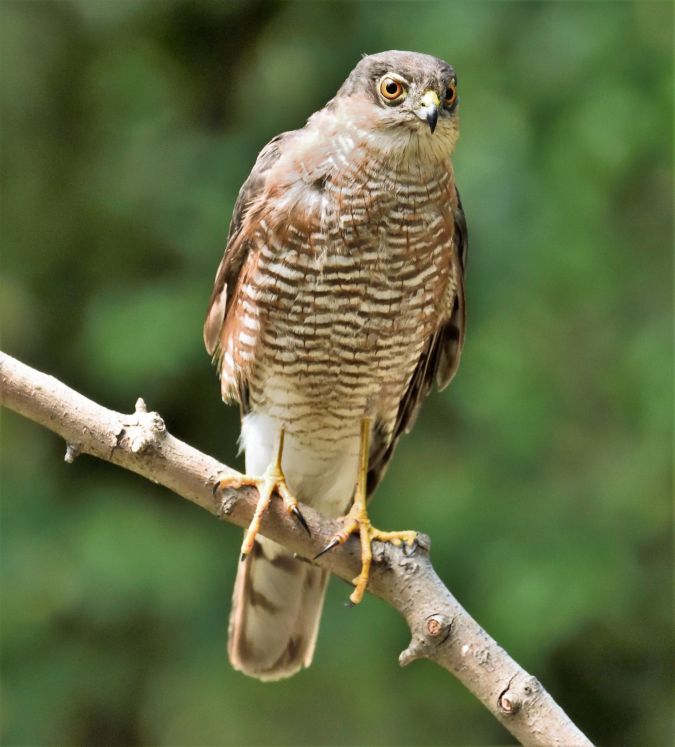 Sparrowhawk Adult