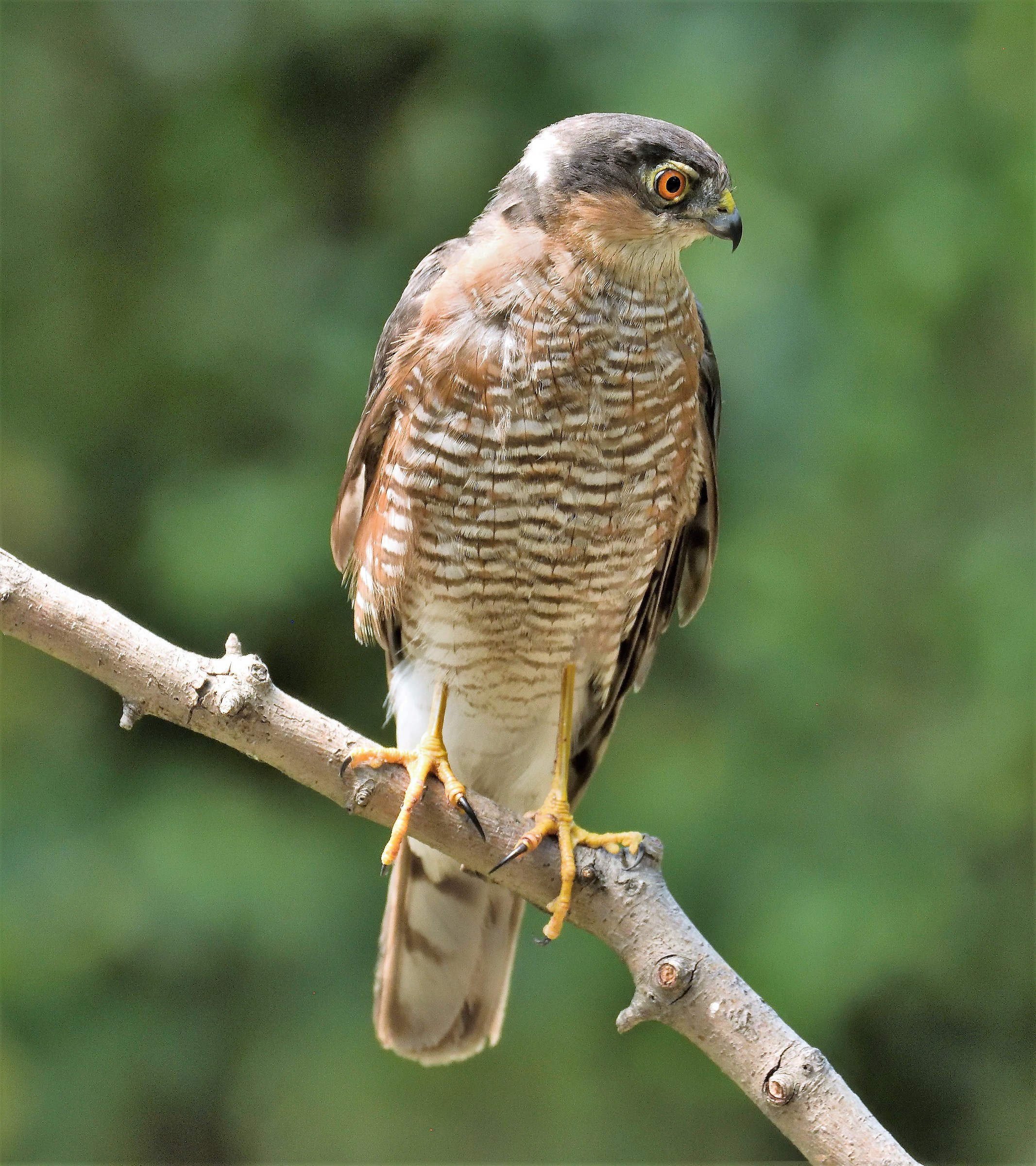 Sparrowhawk Adult
