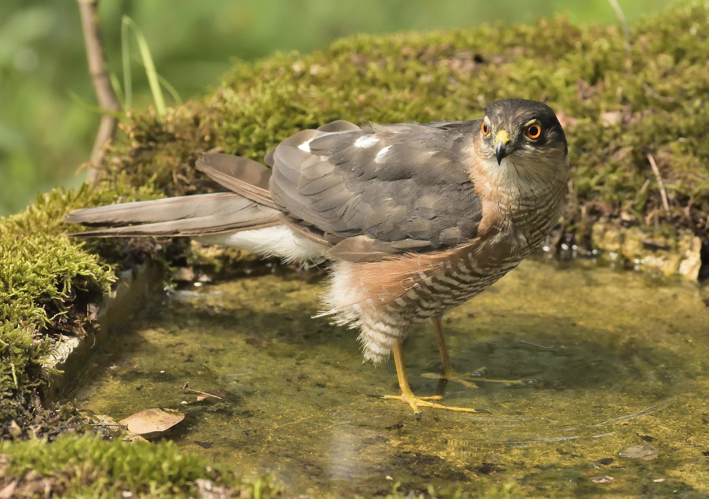 Sparrowhawk Adult