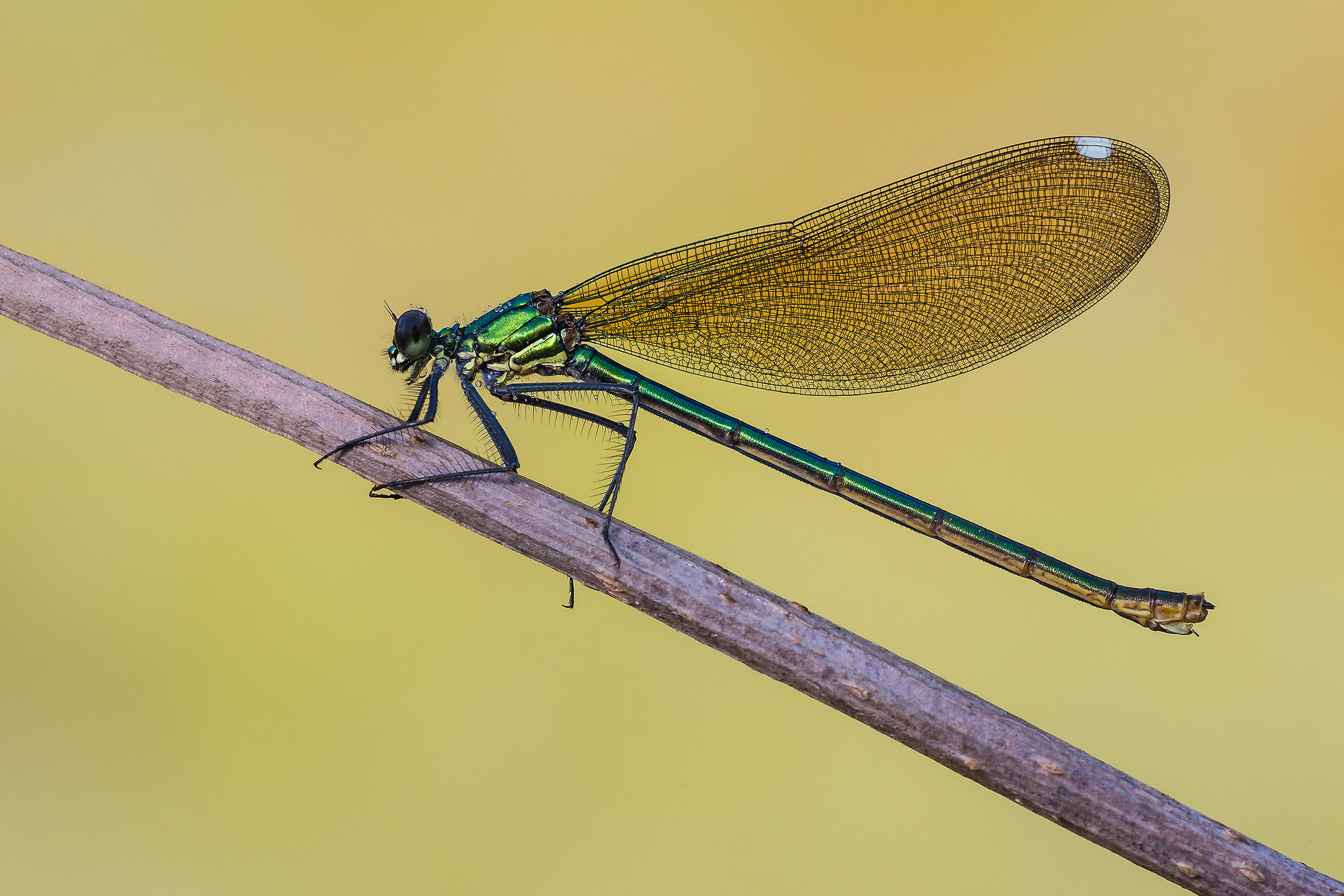 Calopteryx splendens