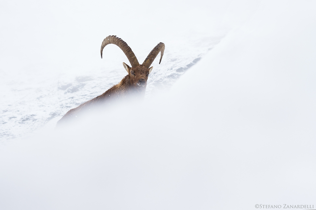 Ibex