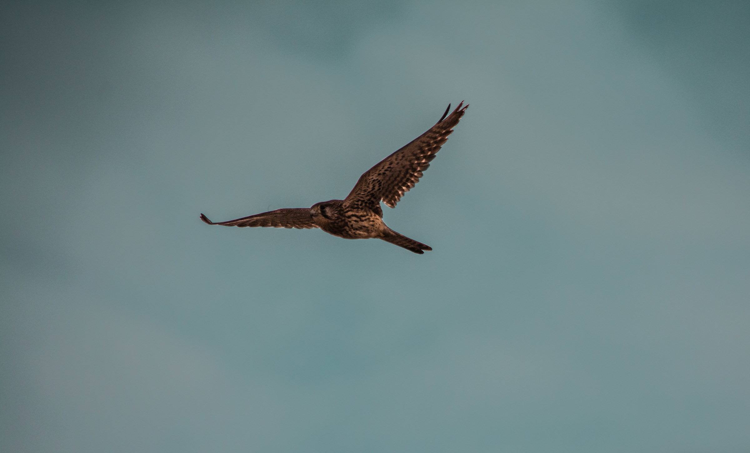 Kestrel Hunting
