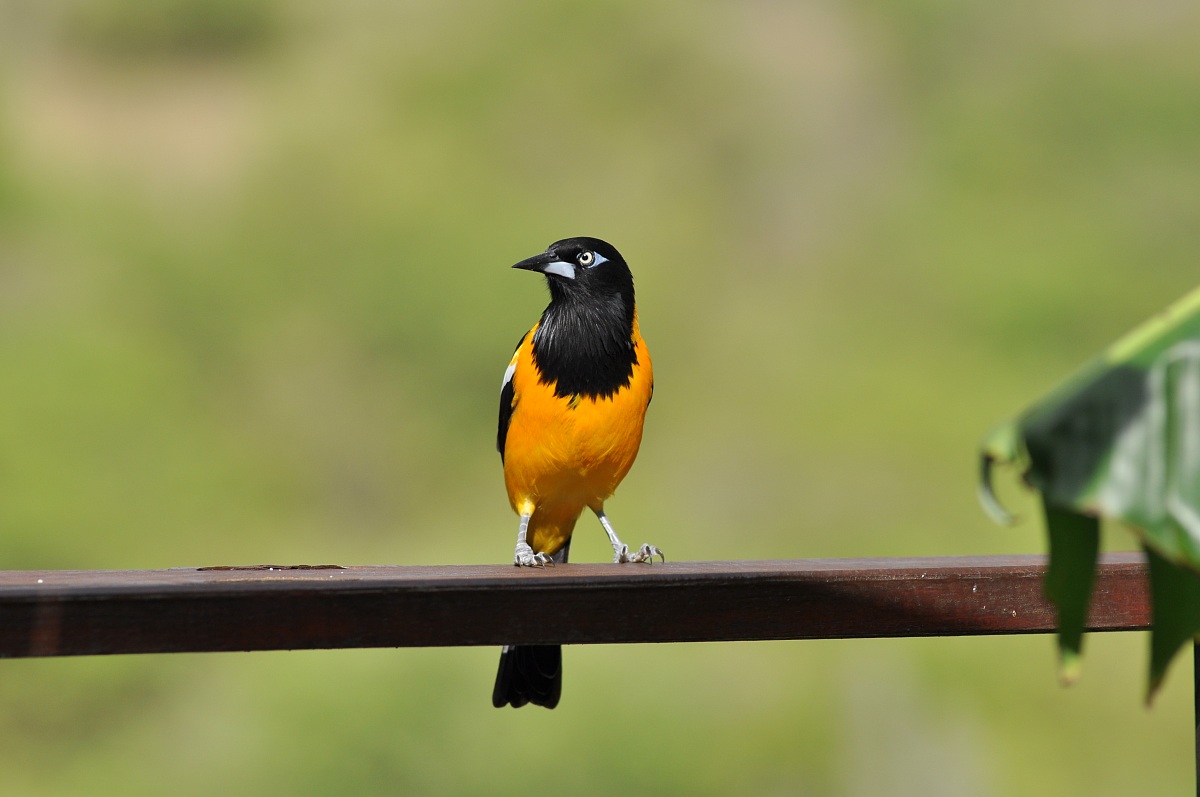 Turpial ( Icterus icterus)