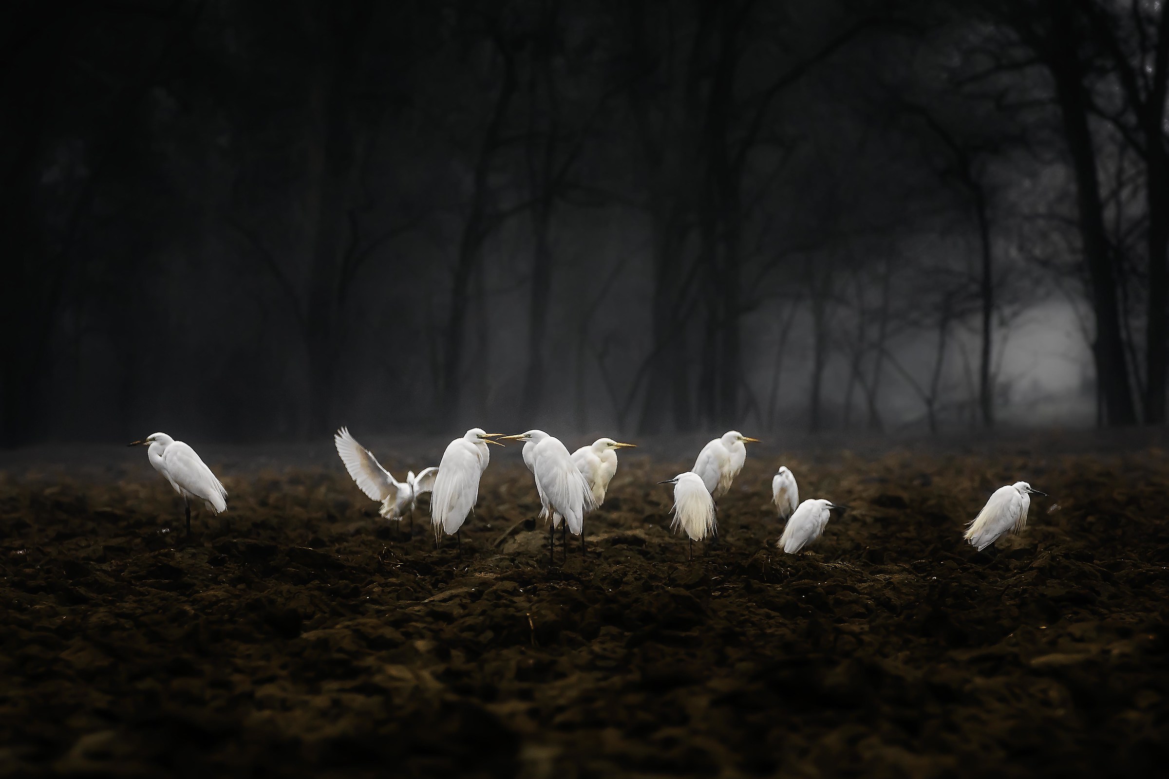 Risveglio -Pianura Padana