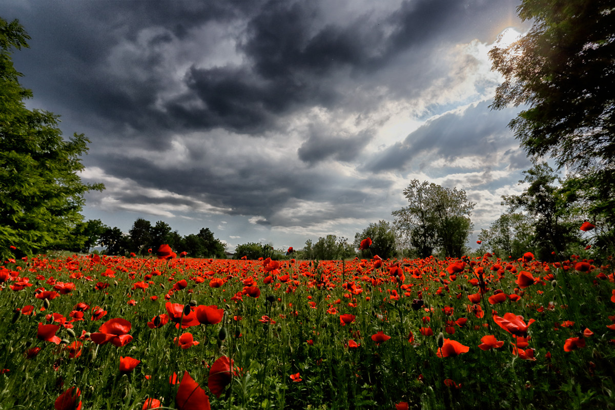 Poppies under the thunderstorm