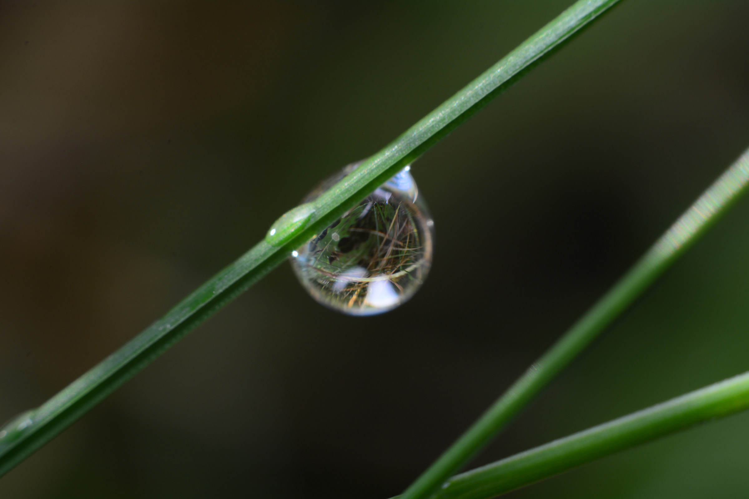 the world in a drop of water