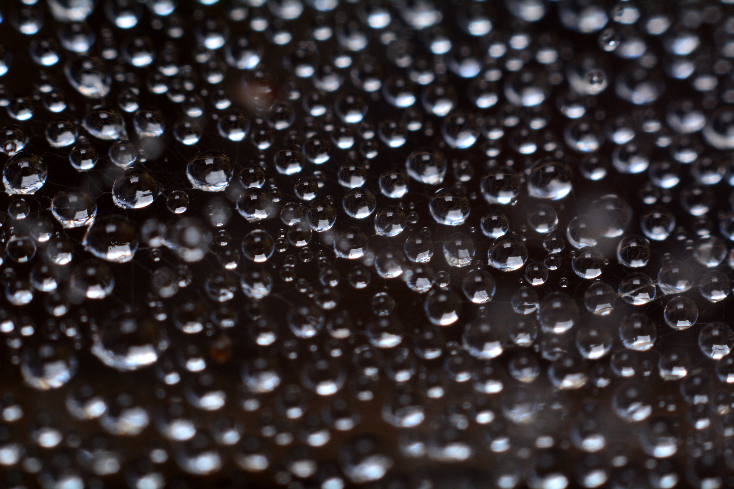drops of water in a spider web