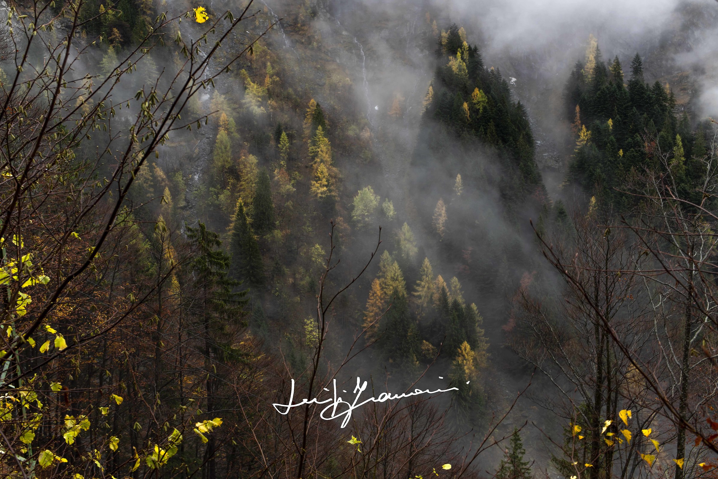 Si sta come d'autunno sugli alberi le foglie