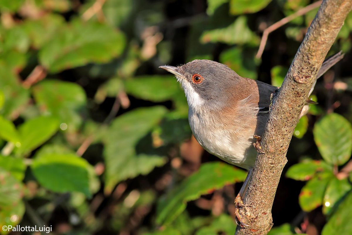 Occhiocotto (Sylvia melanocephala)