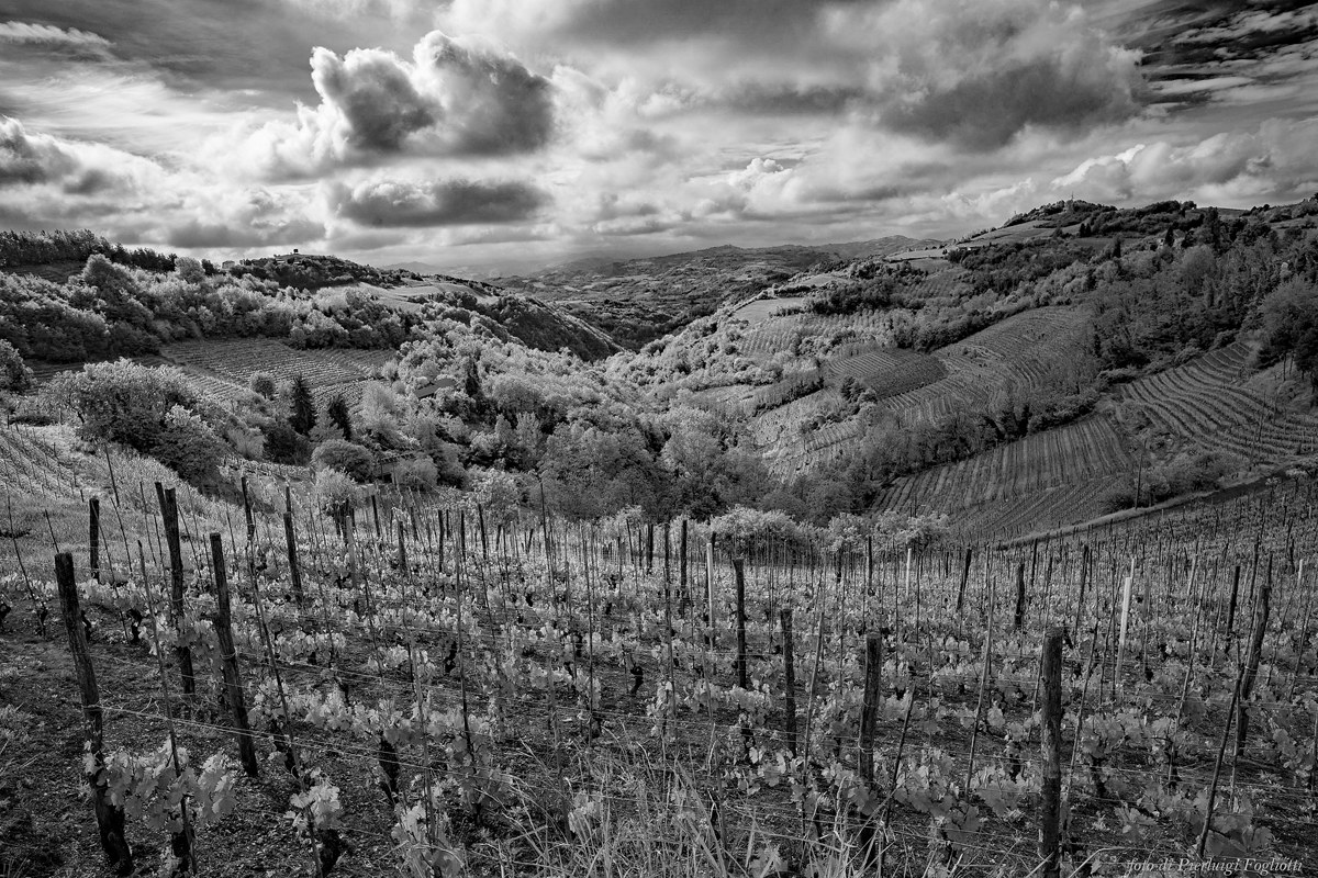 Light on the hills of Asti