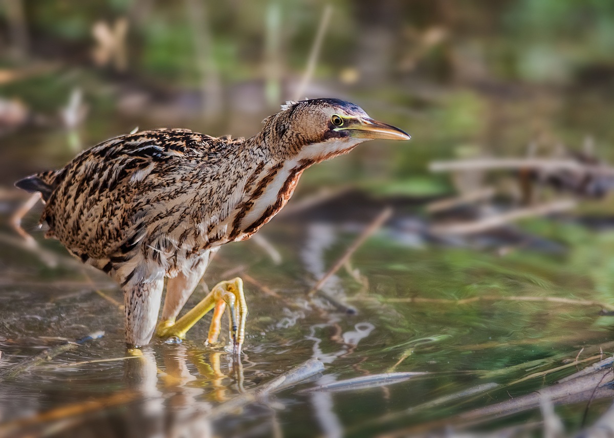 bittern