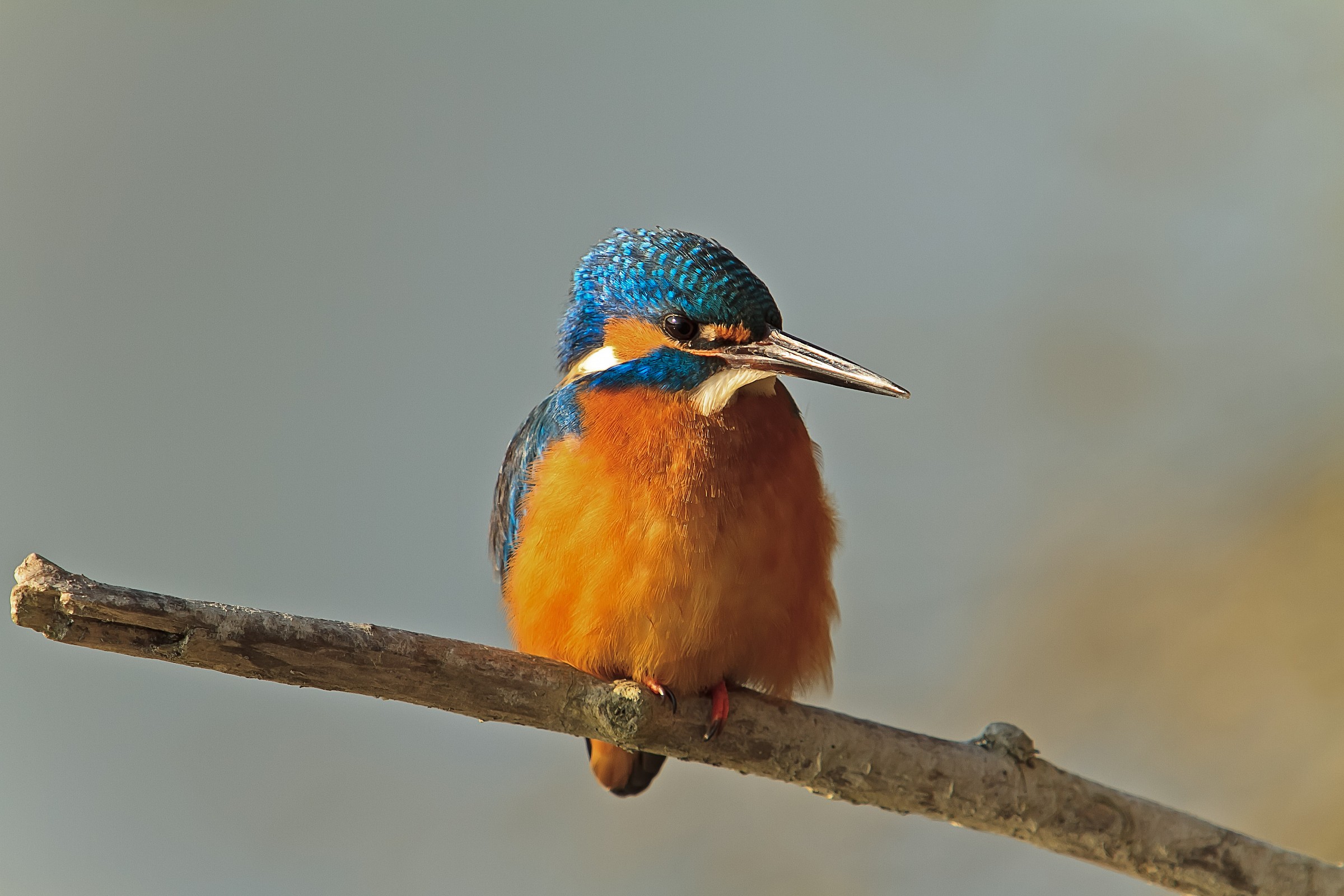 Martin Pescatore infreddolito