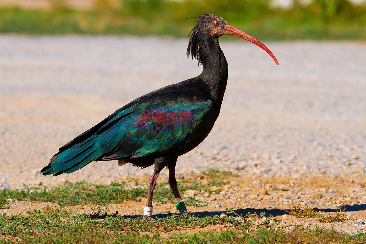 Ibis Eremita