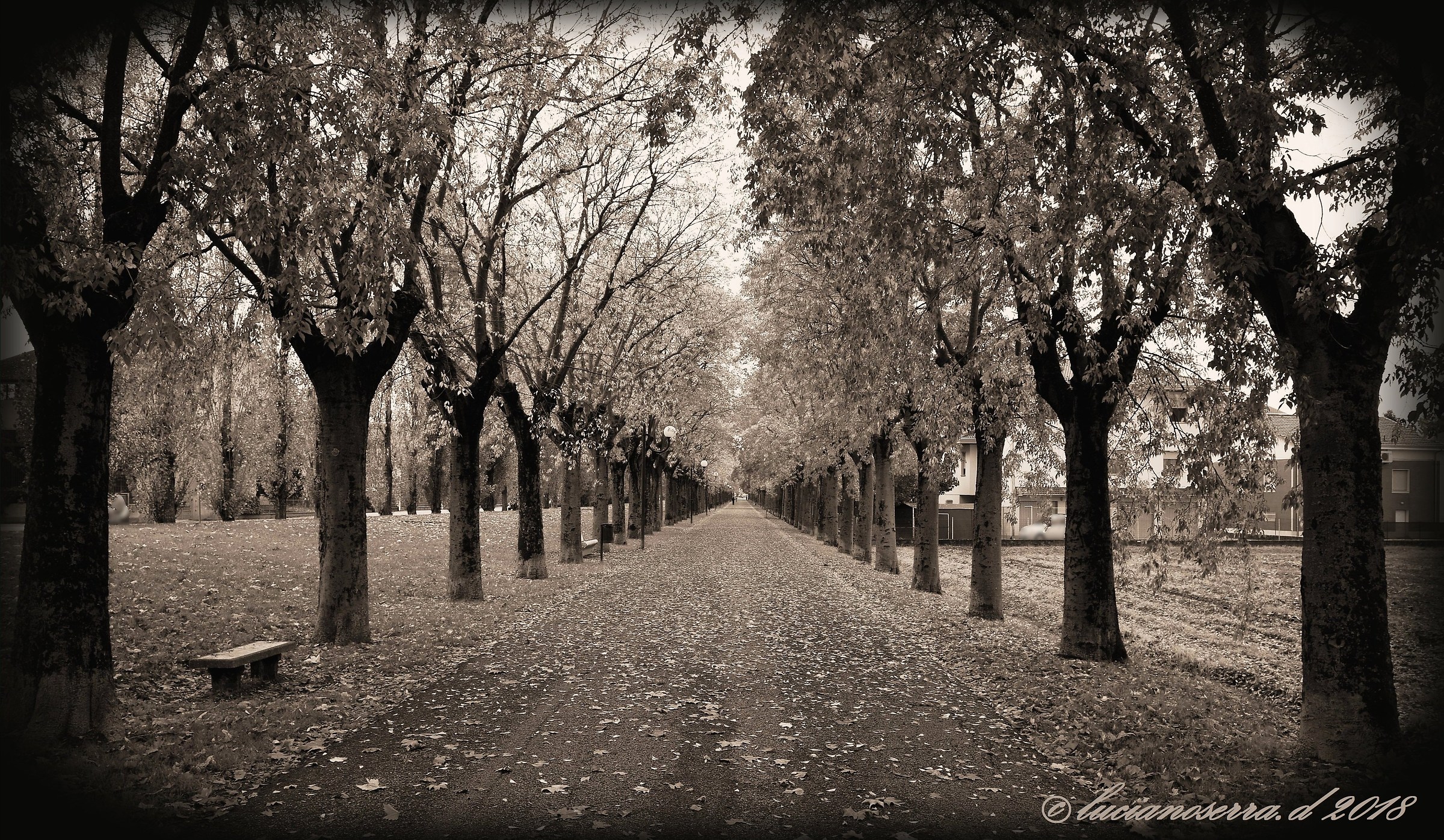 Capuchin Avenue... in autumn