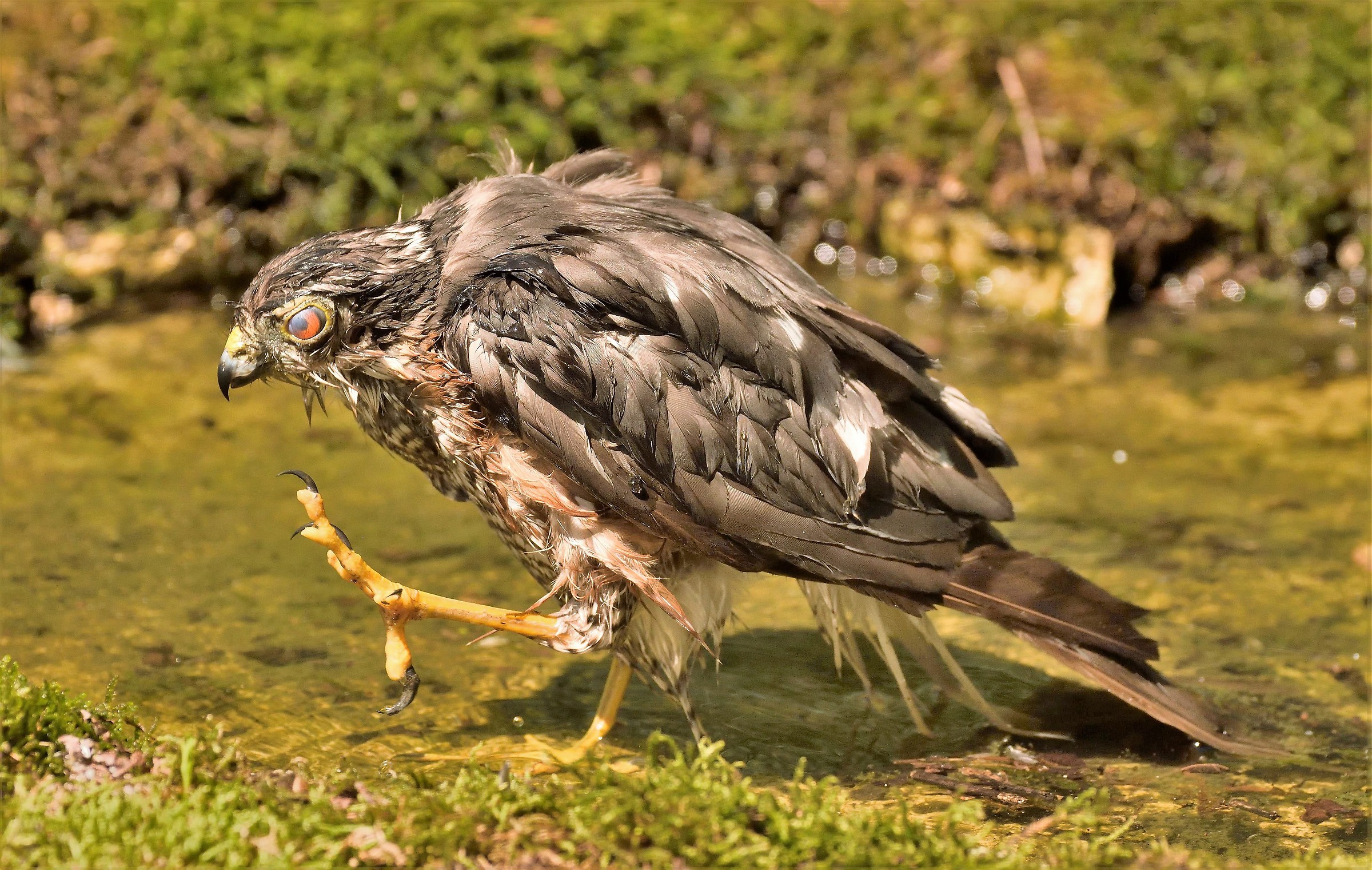 Sparrowhawk adult..... scratching