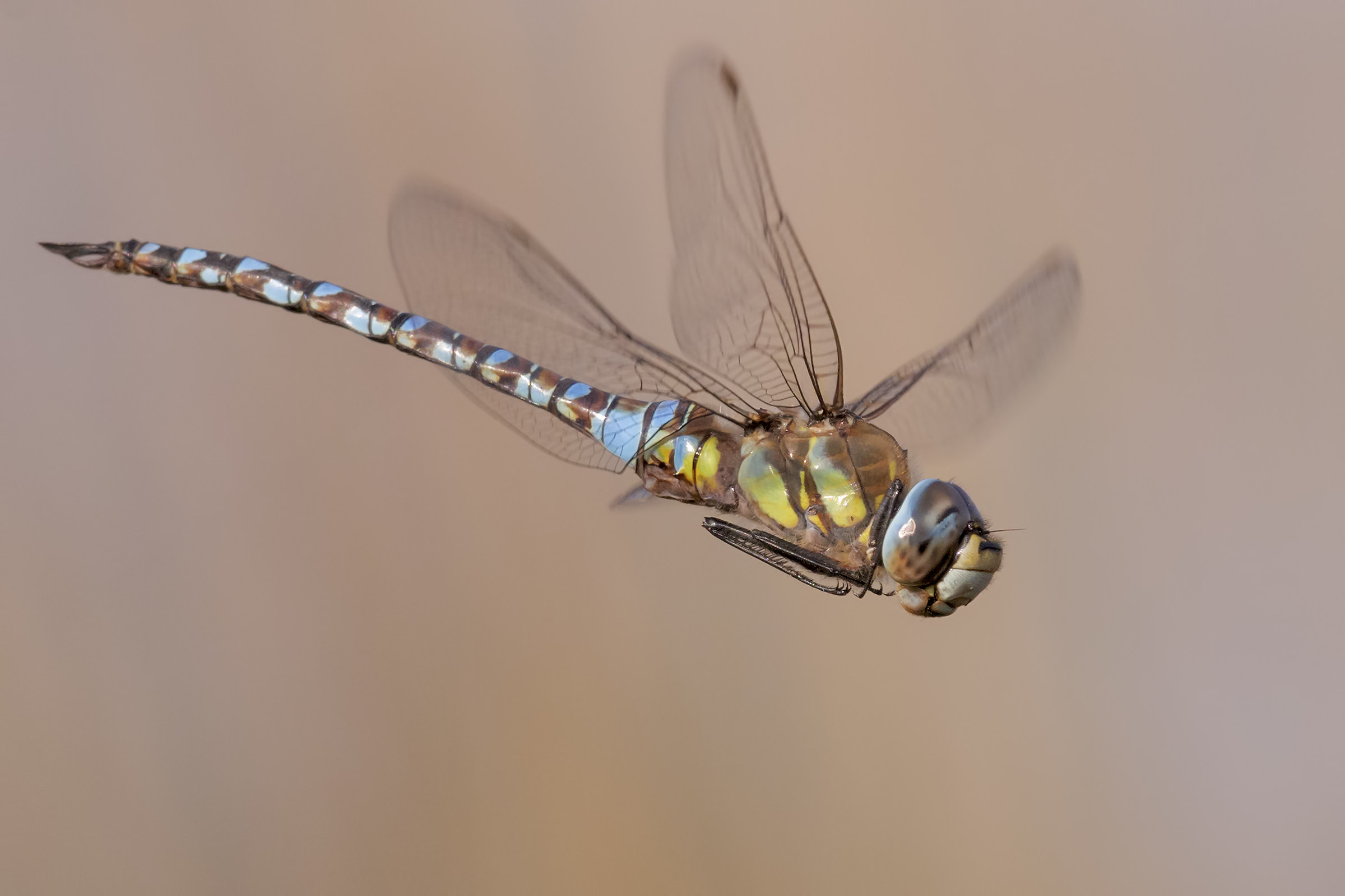 Aeshna mixta, Riserva Naturale Le Cesine