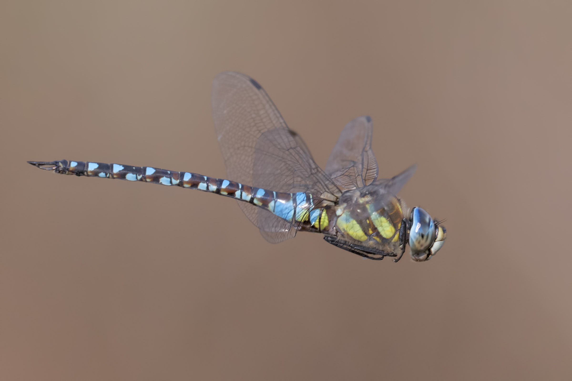 Aeshna mixta, Riserva Naturale Le Cesine
