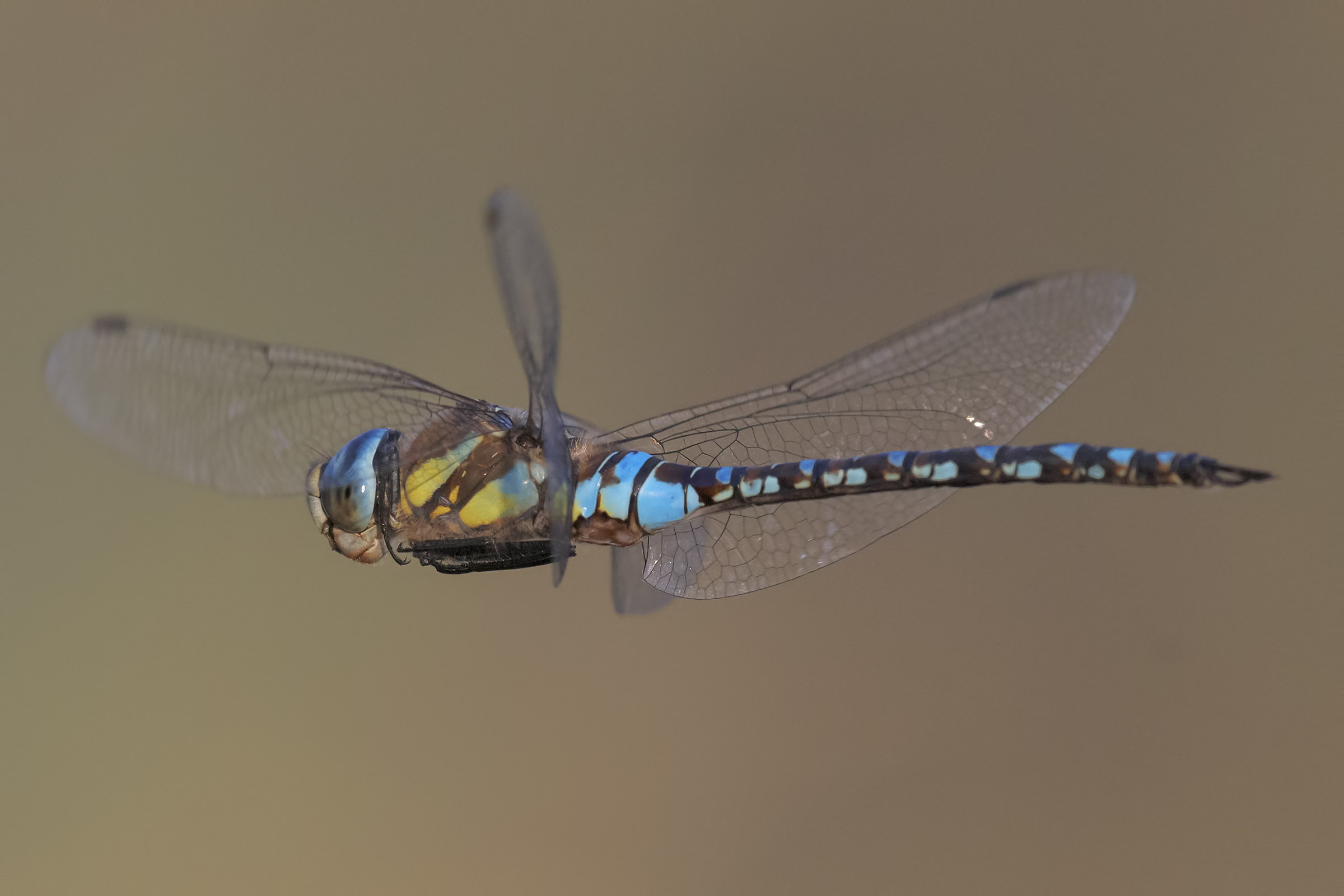 Aeshna mixta, nature reserve Le Cesine