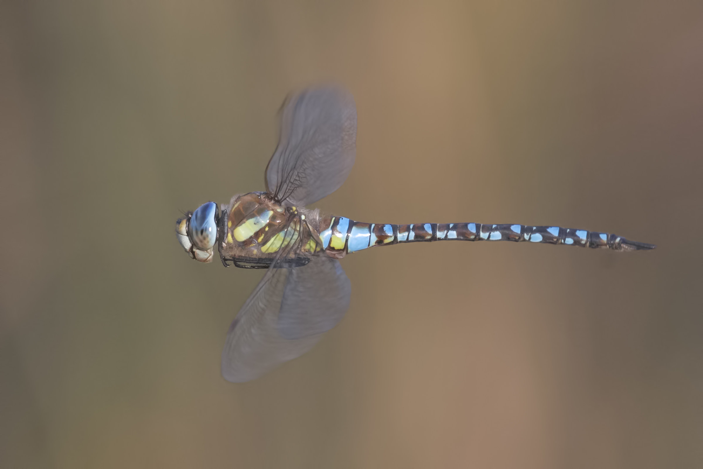 Aeshna mixta, Riserva Naturale Le Cesine