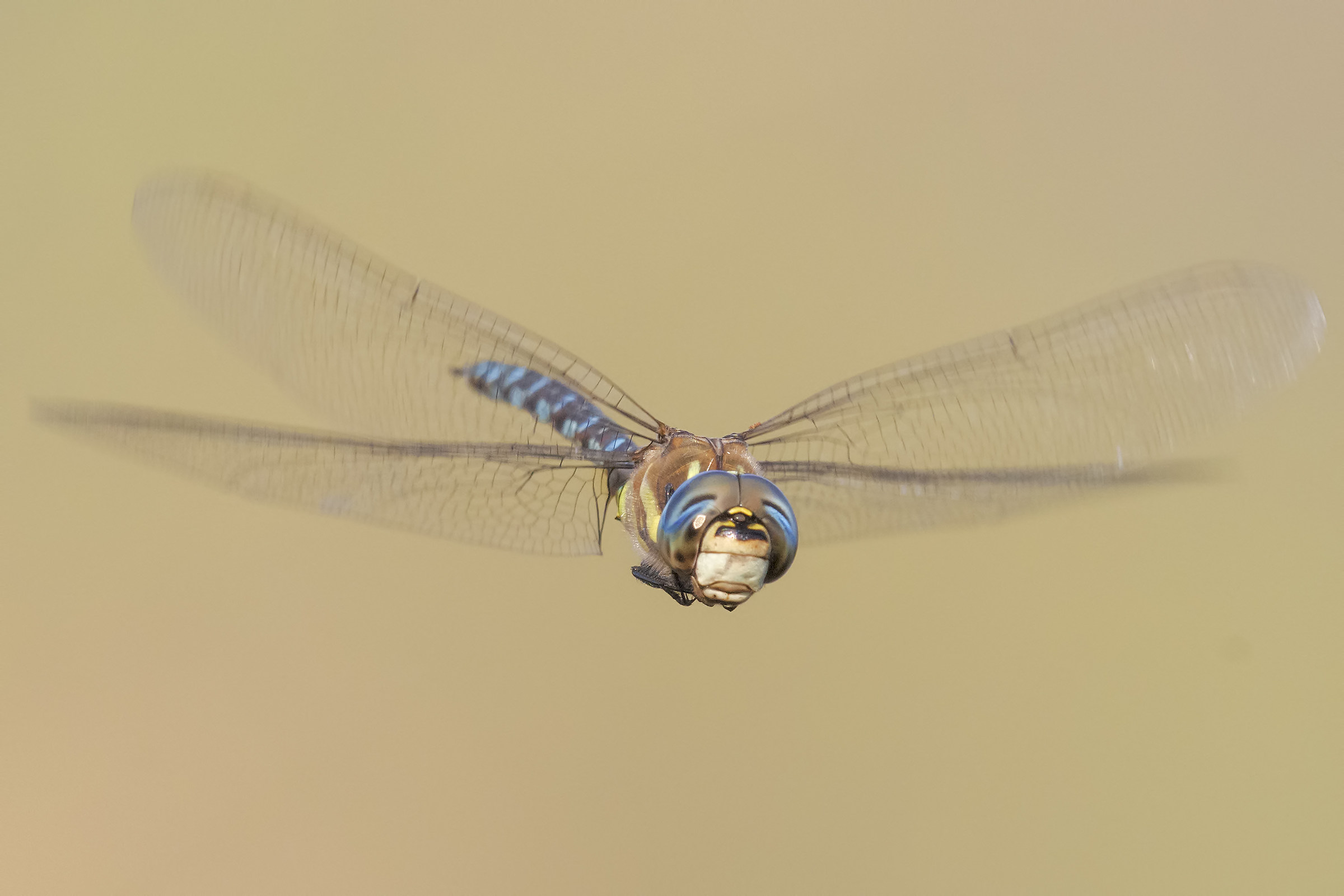 Aeshna mixta, Riserva Naturale Le Cesine