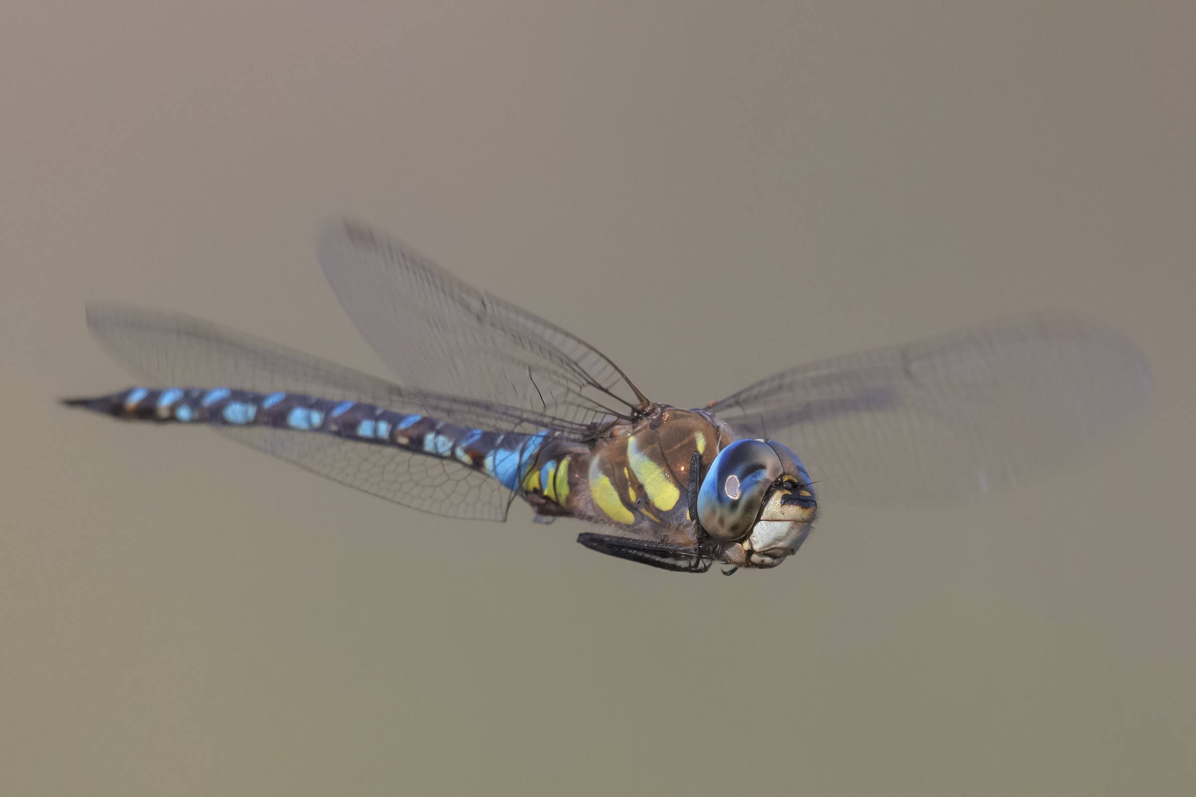 Aeshna mixta, nature reserve Le Cesine