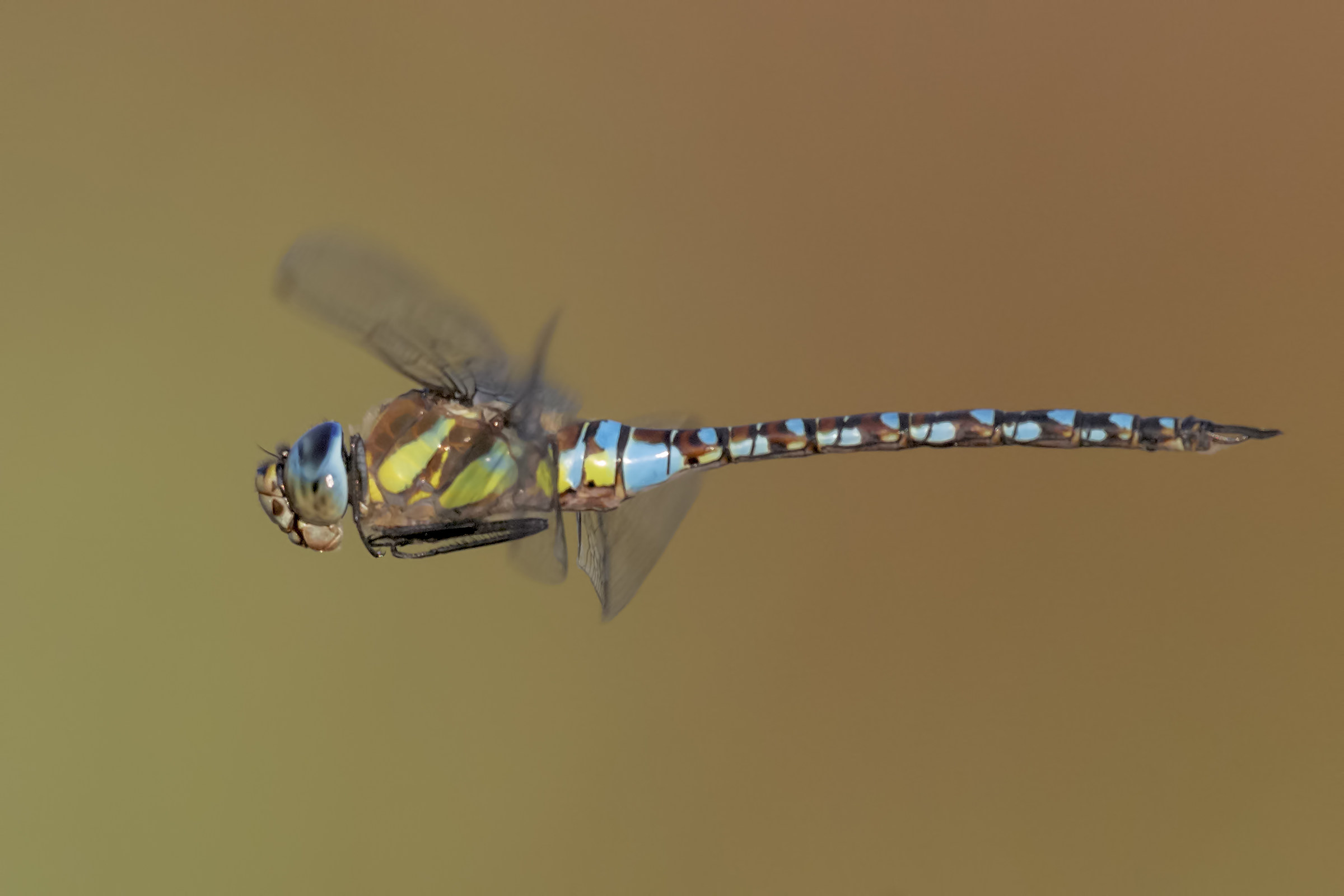 Aeshna mixta, nature reserve Le Cesine
