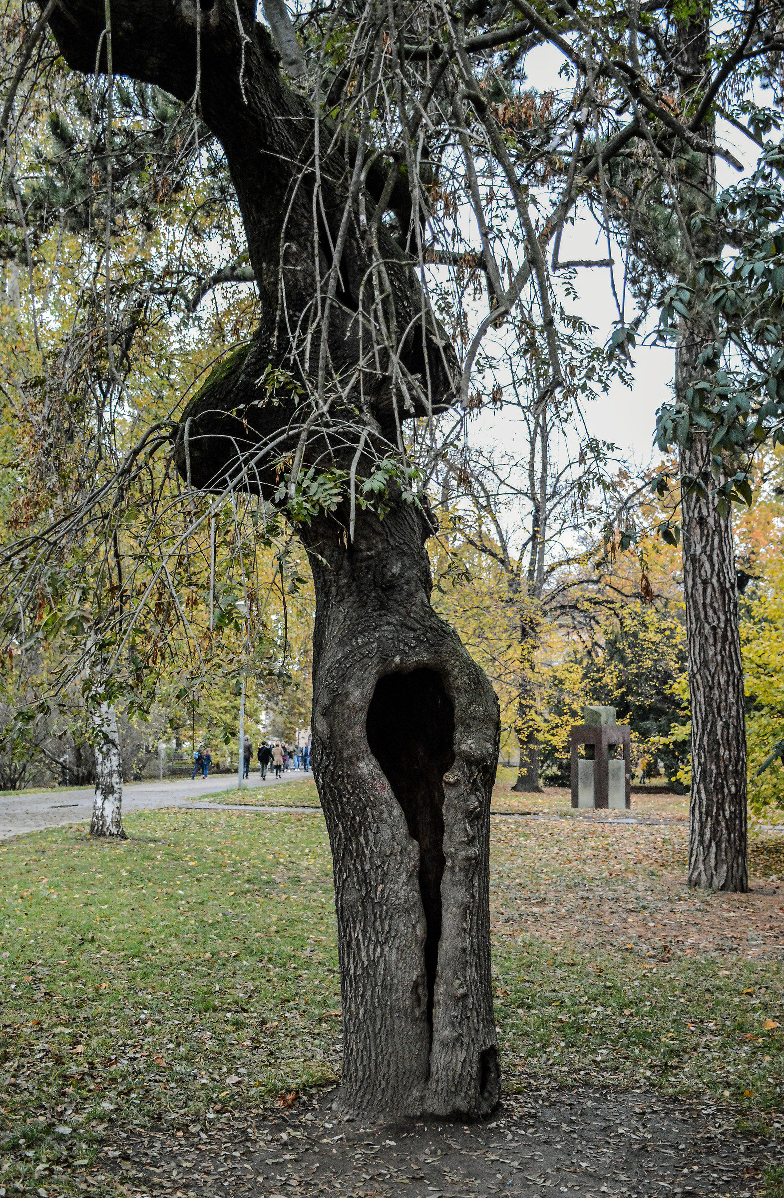 Even the trees have the B-side....