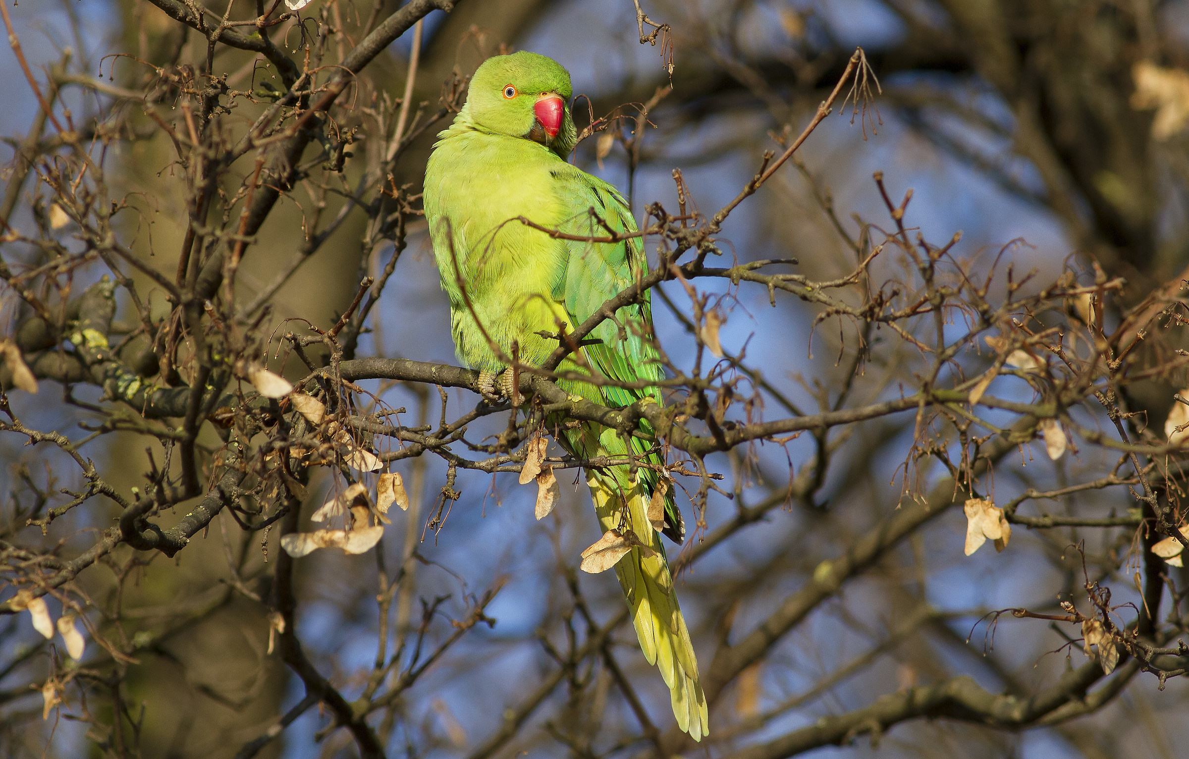 Collared Parakeet