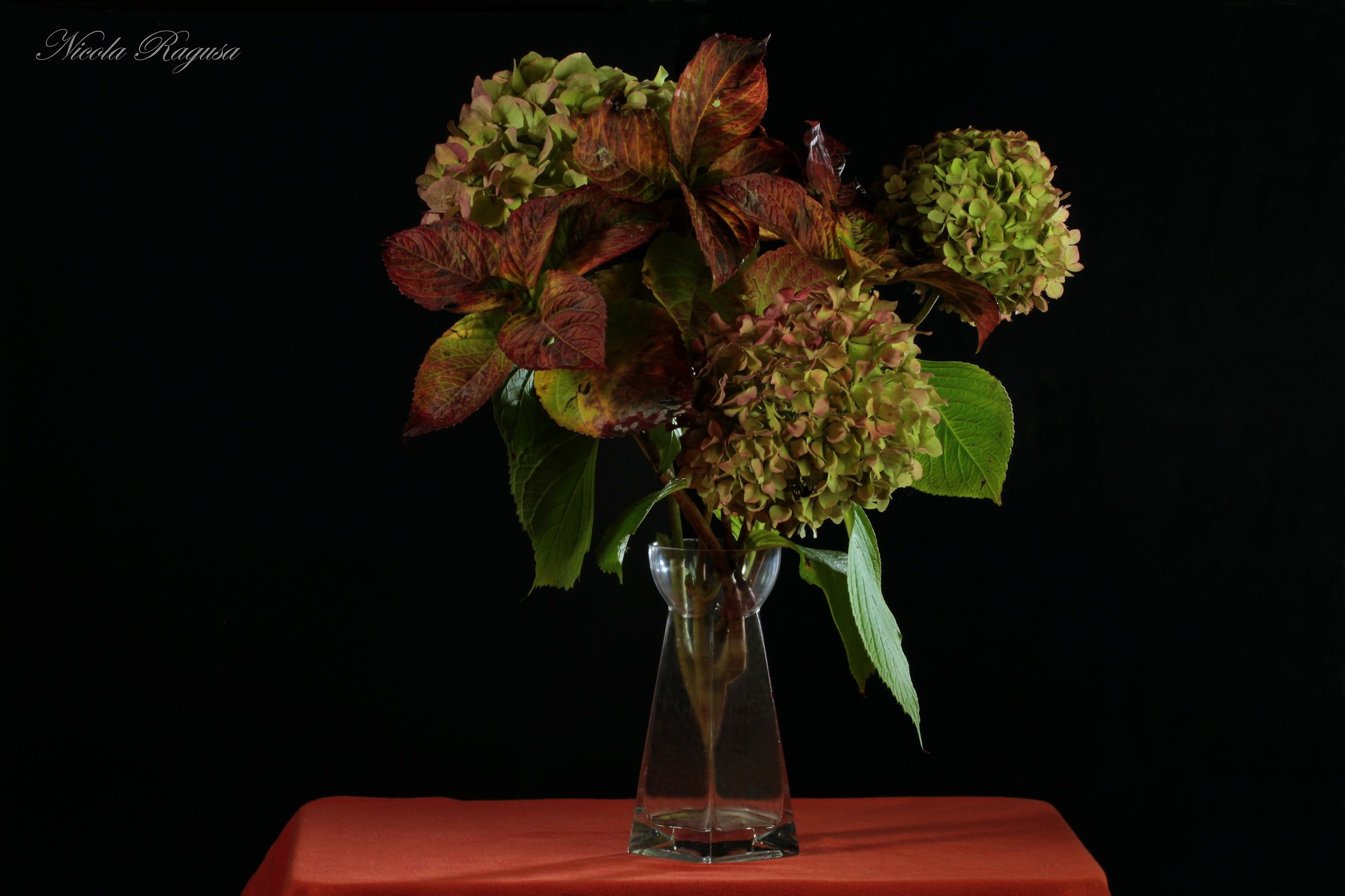 Ortensia in Autumn