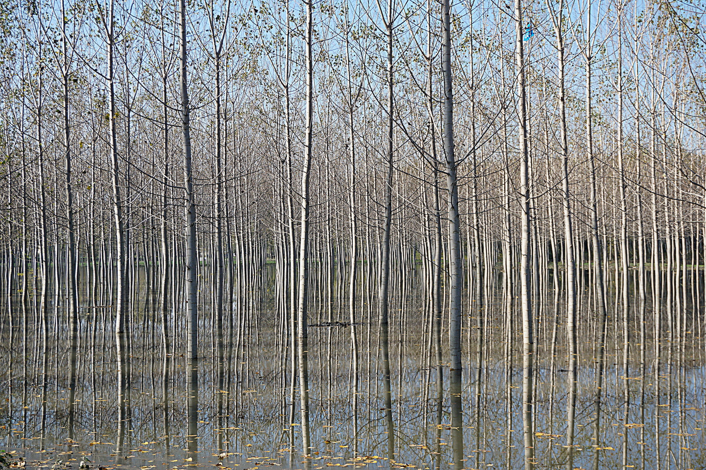 Il Po e il pioppeto