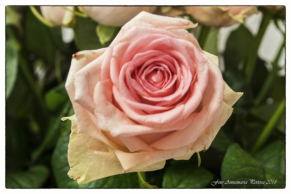 Una rosa di sera non diventa mai nera